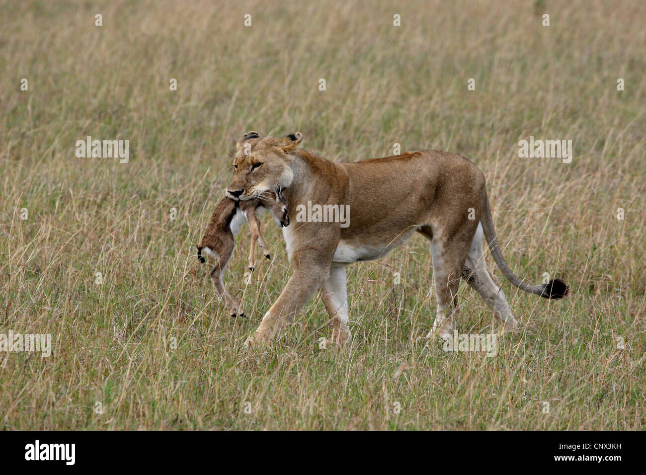 Löwe (Panthera Leo), gefangen Löwin zu Fuß mit Gazelle beige in den Mund, Kenia, Masai Mara Nationalpark Stockfoto