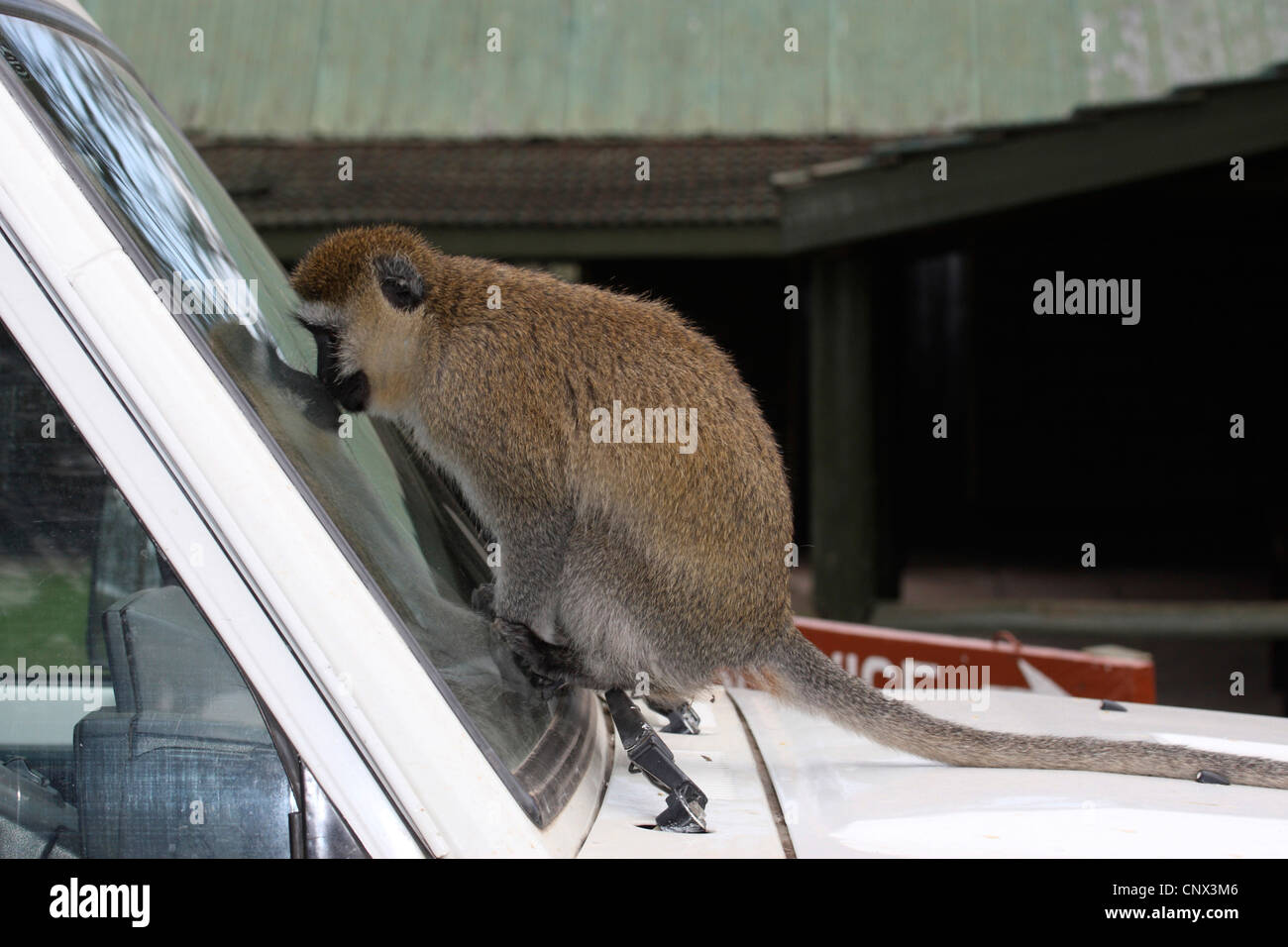 Grivet Affe, Affe Savanne, Green Monkey, Vervet Affe (grüne Aethiops), sitzt auf einem Auto Blick durch die Windschutzscheibe, Kenia Stockfoto