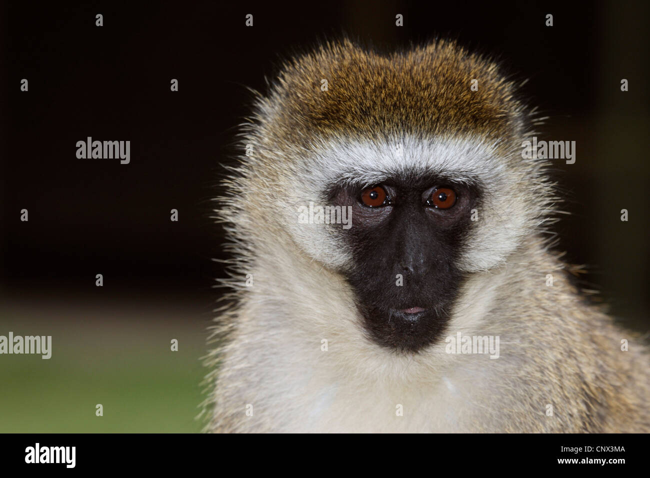 Grivet Affe, Affe Savanne, Green Monkey, Vervet Affen (grüne Aethiops), Porträt, Kenia Stockfoto