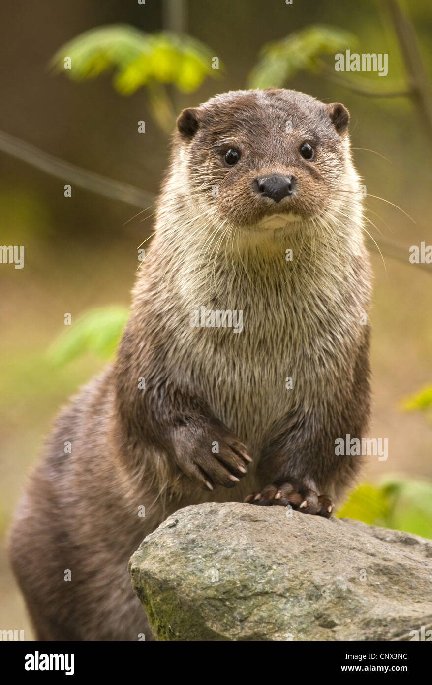 Europ ischen Fischotter Europ ischer Fischotter Eurasische Fischotter europ-ischen-fischotter-europ-ischer-fischotter-eurasische-fischotter