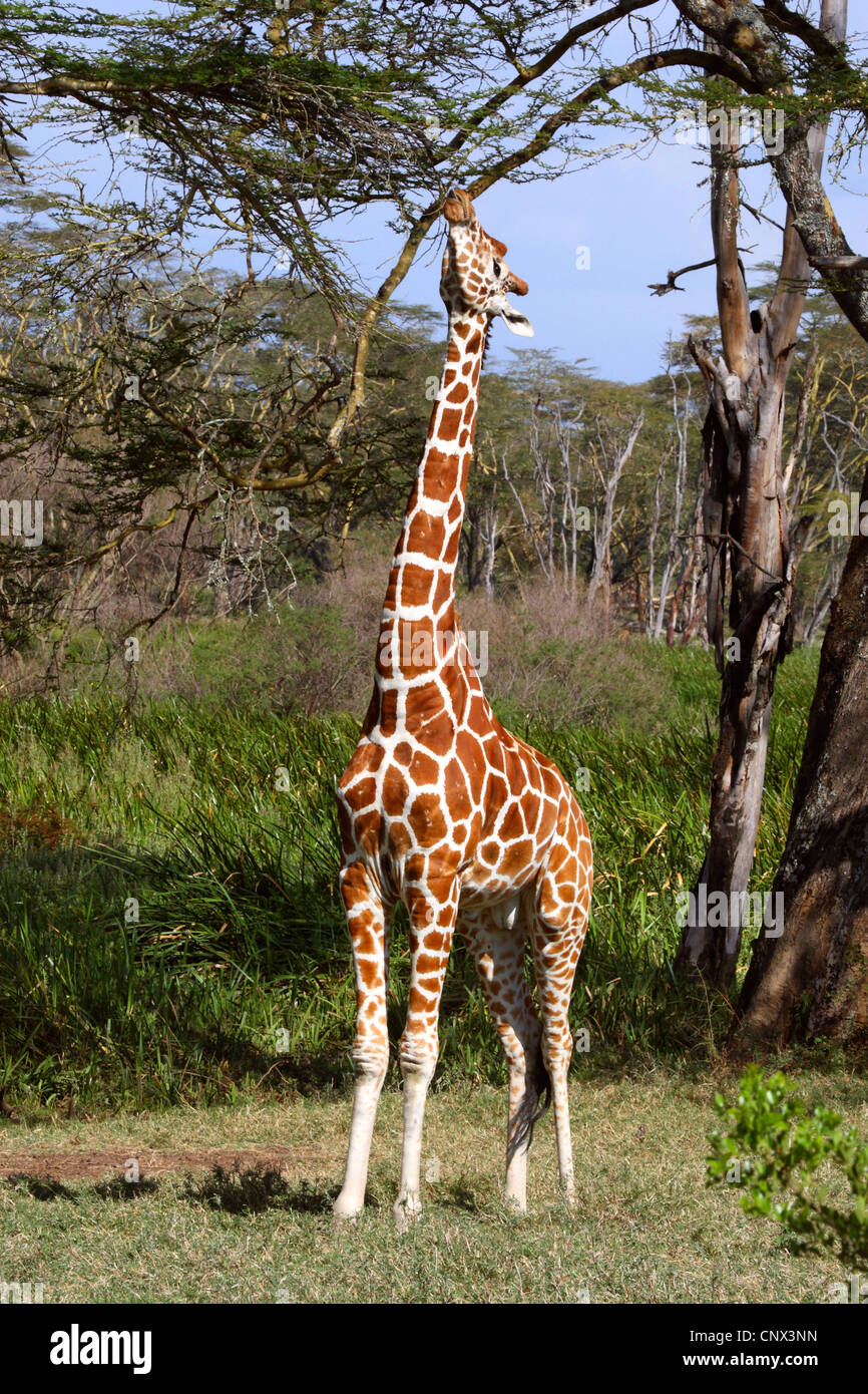 netzartige Giraffe (Giraffa Plancius Reticulata), ausstrecken und Fütterung von den hohen Ästen eines Baumes, Kenia, Sweetwaters Game Reserve Stockfoto