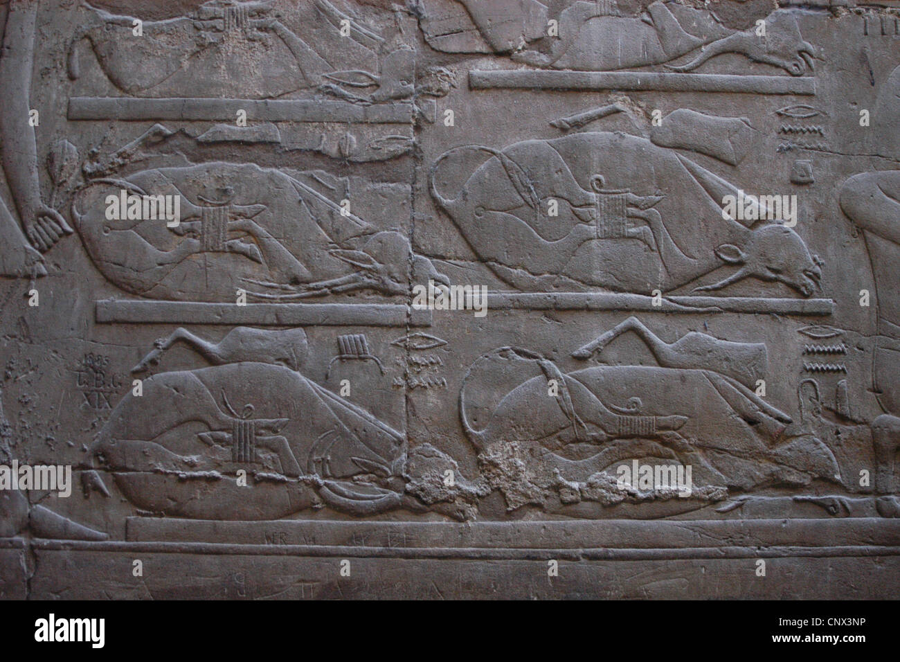 Aufopfernde Bullen. Relief in dem Luxor-Tempel in Luxor, Ägypten. Stockfoto