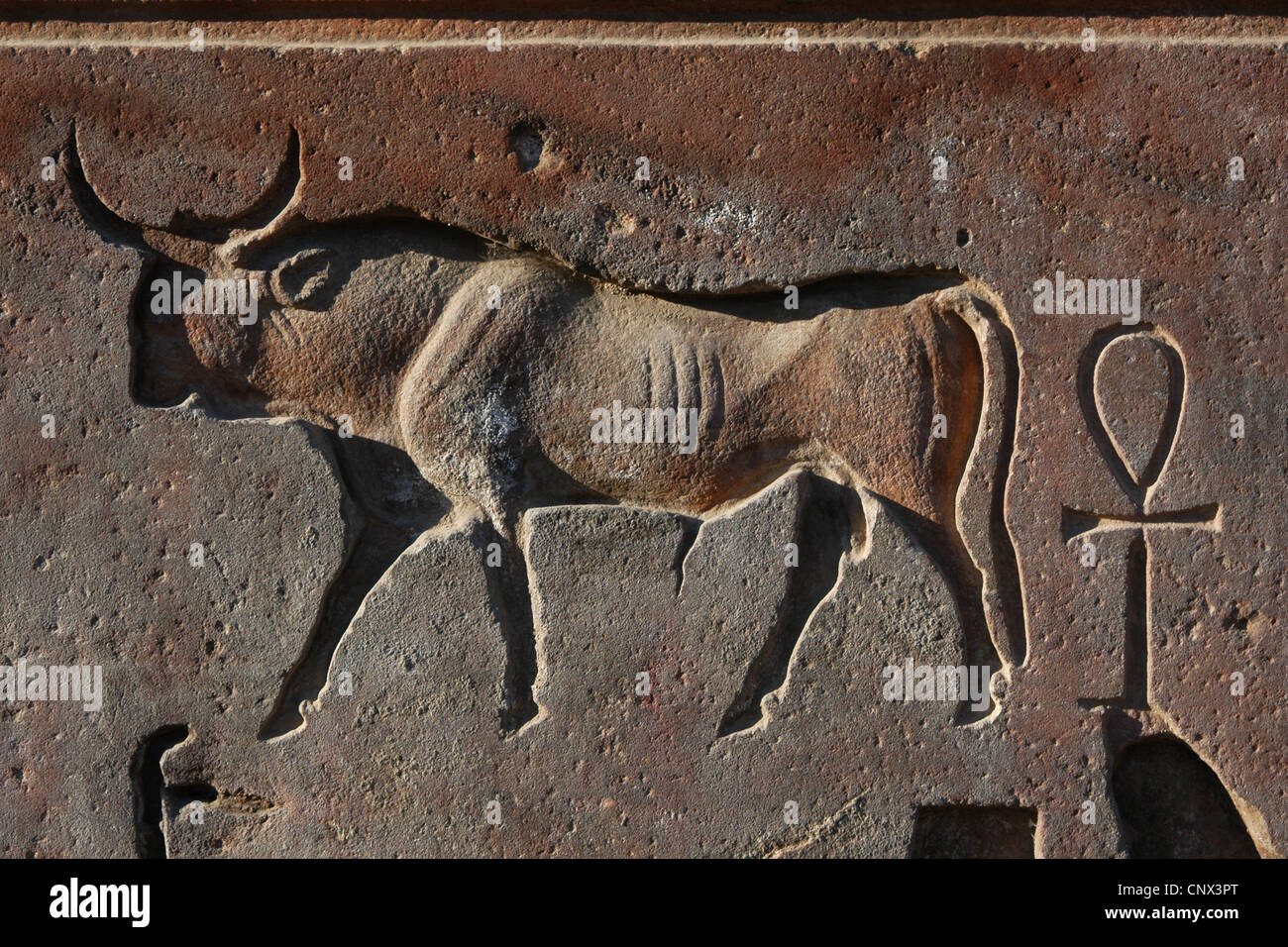 Hieroglyphen Bull und Ankh. Relief in dem Luxor-Tempel in Luxor, Ägypten. Stockfoto