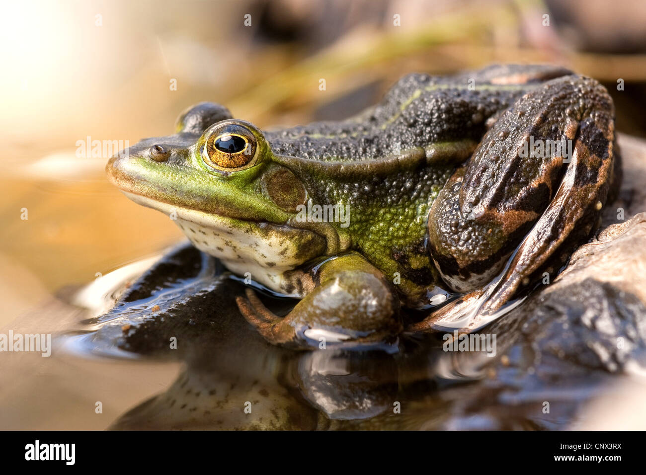 Pool Frosch, kleine Waterfrog (Rana Lessonae, außer Lessonae), sitzt am