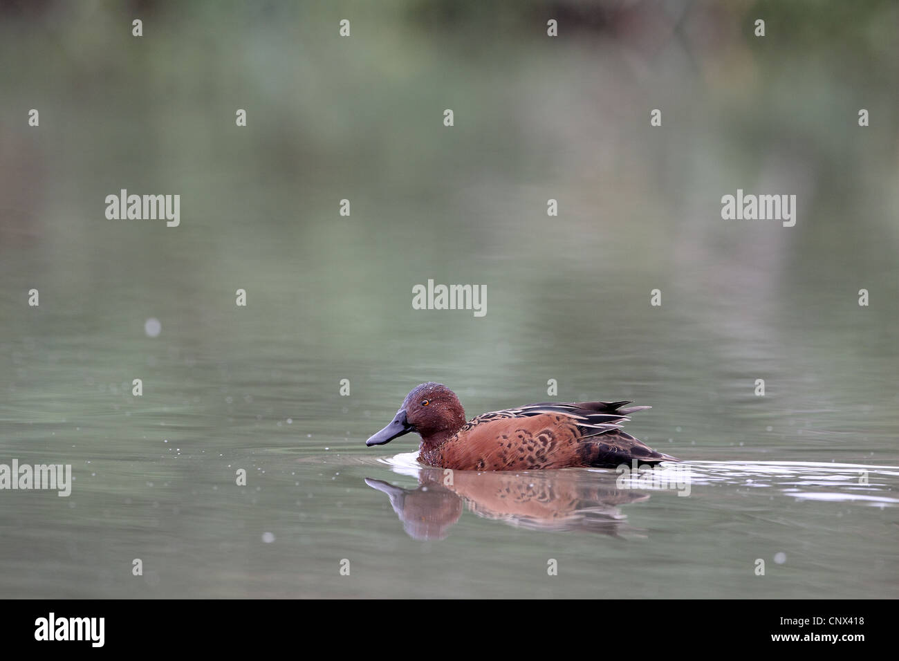 Cinnamon Teal, Anas cyanoptera Stockfoto