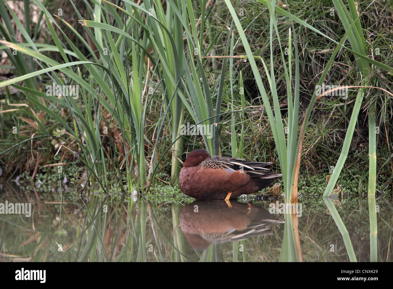 Cinnamon Teal, Anas cyanoptera Stockfoto