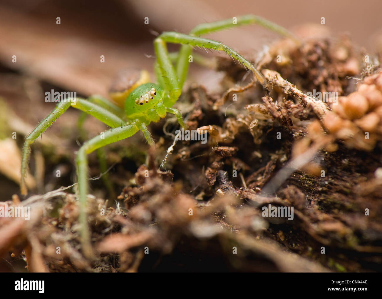 Diaea dorsata Stockfoto