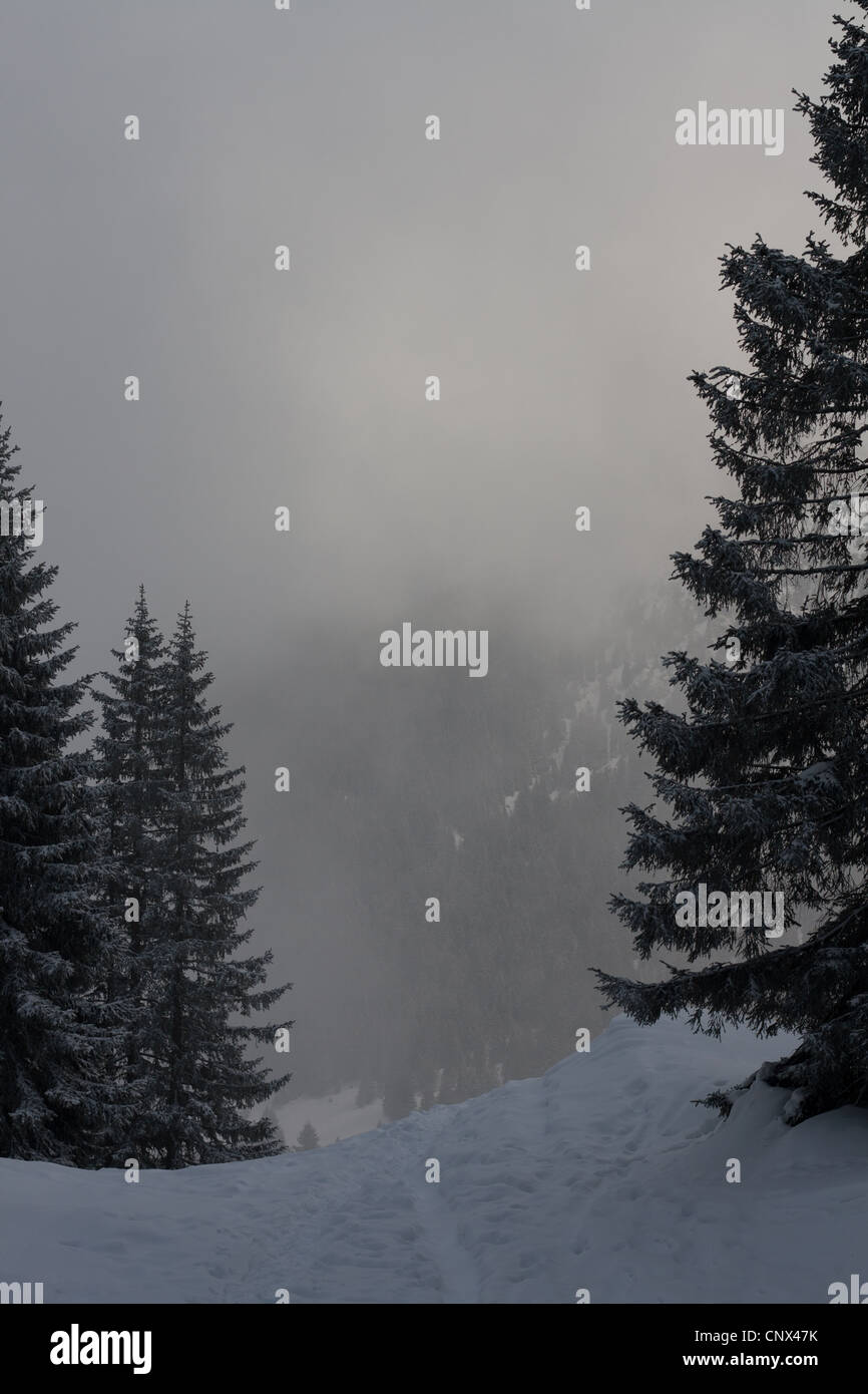 Spur im Schnee im Winter in den Alpen Stockfoto