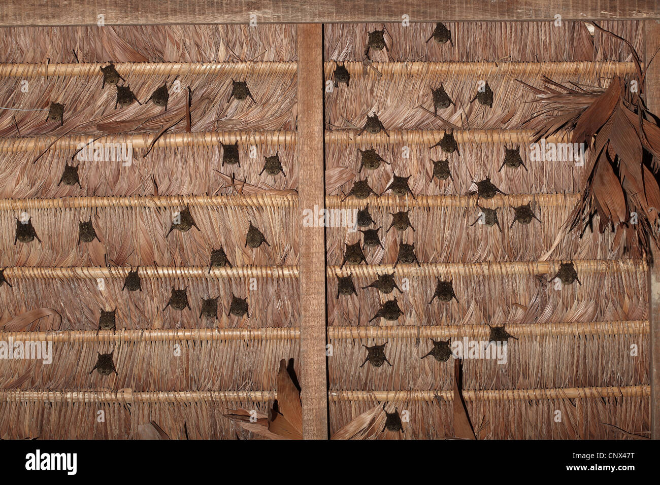 Langnasen-Fledermäuse, Rhynchonycteris Naso bei tagsüber Roost im Gebäude Stockfoto