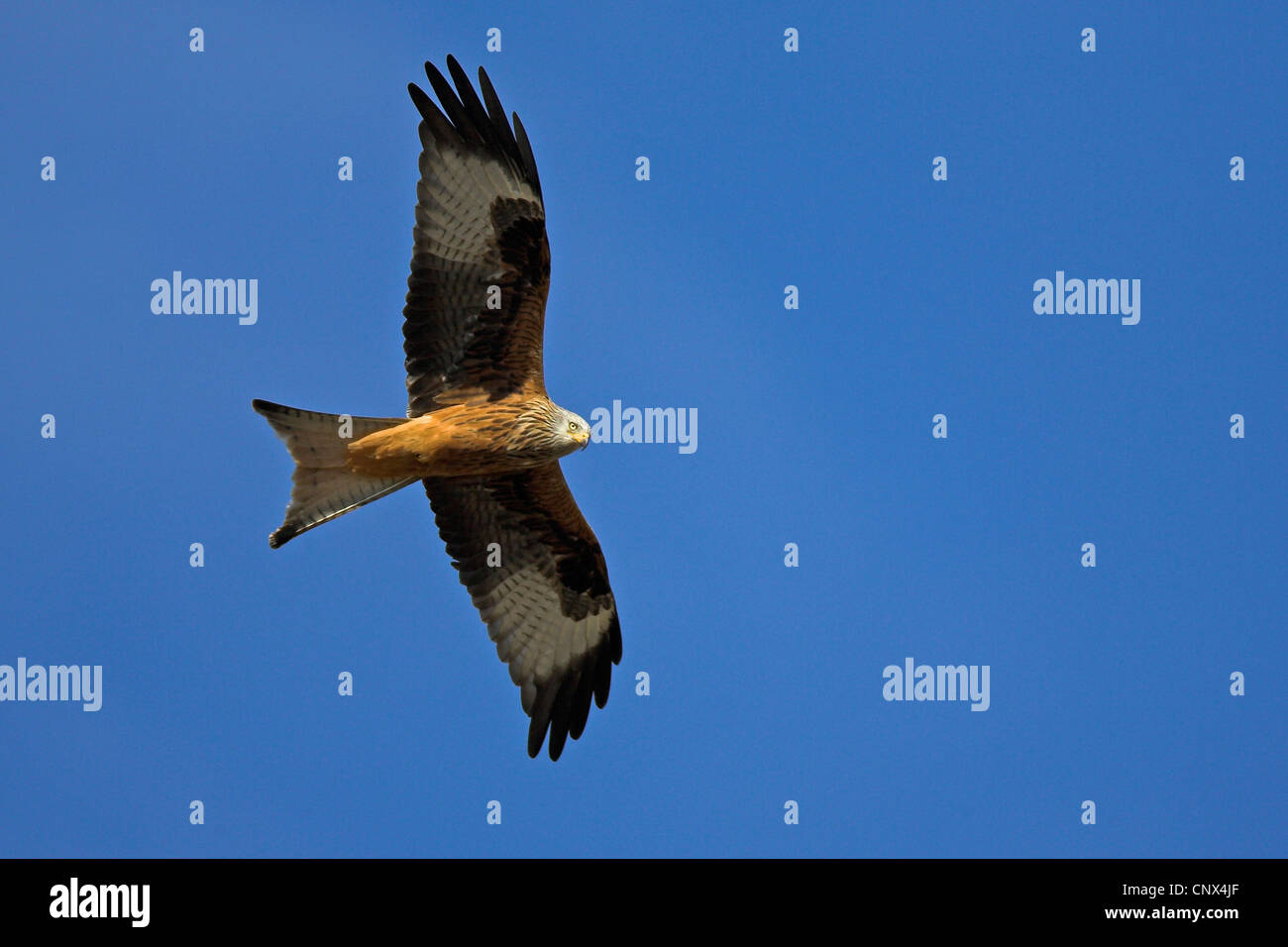 Rotmilan (Milvus Milvus), fliegen, Spanien, Extremadura Stockfoto