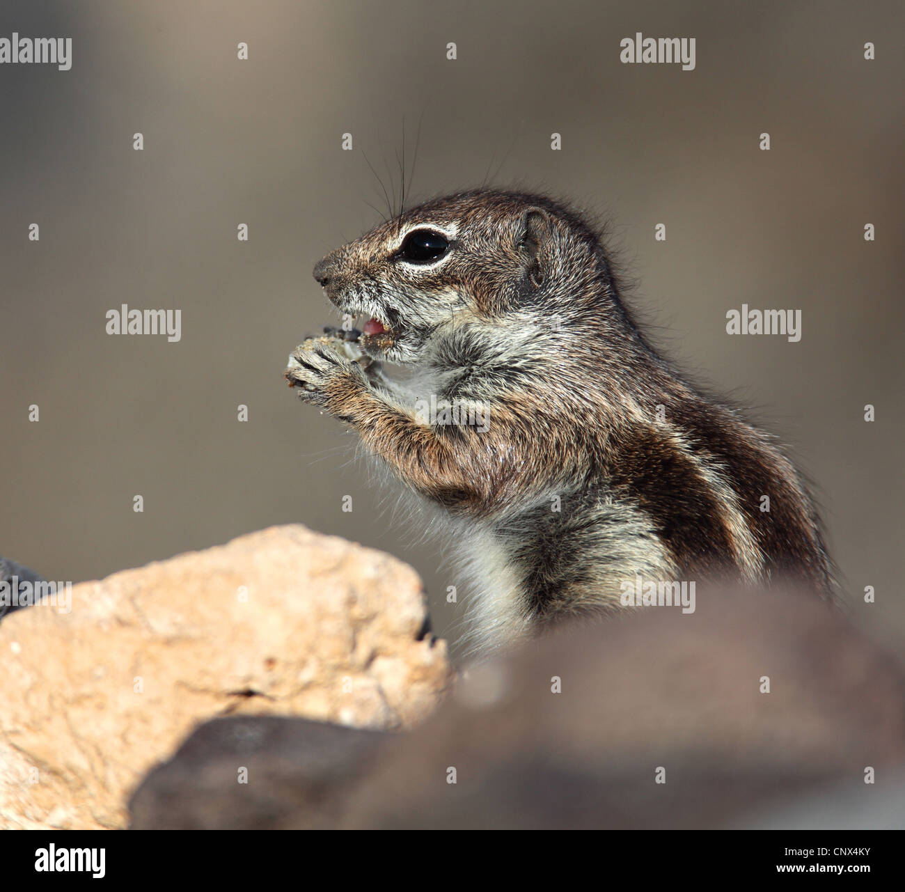 Barbary Grundeichhörnchen, nordafrikanischen Erdhörnchen (Atlantoxerus Getulus), stehend zwischen Steinen Fütterung, Kanarischen Inseln, Fuerteventura Stockfoto