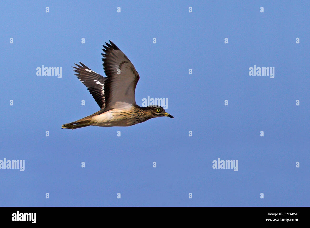 Stein-Brachvogel (Burhinus Oedicnemus), fliegen, Kanarische Inseln, Lanzarote Stockfoto