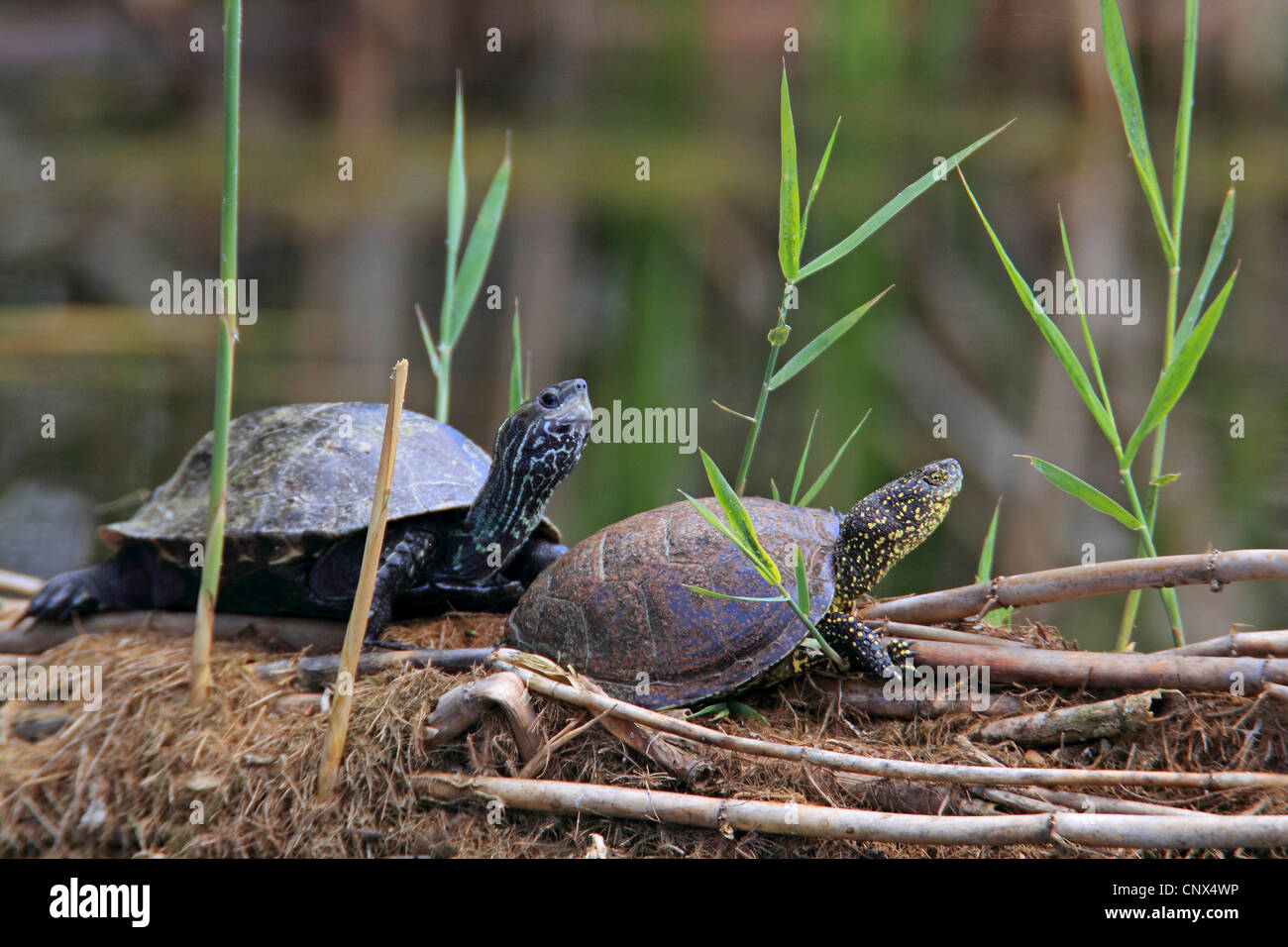 38+ Sumpfschildkröte Teich, Entspricht die teichgröße und tiefe