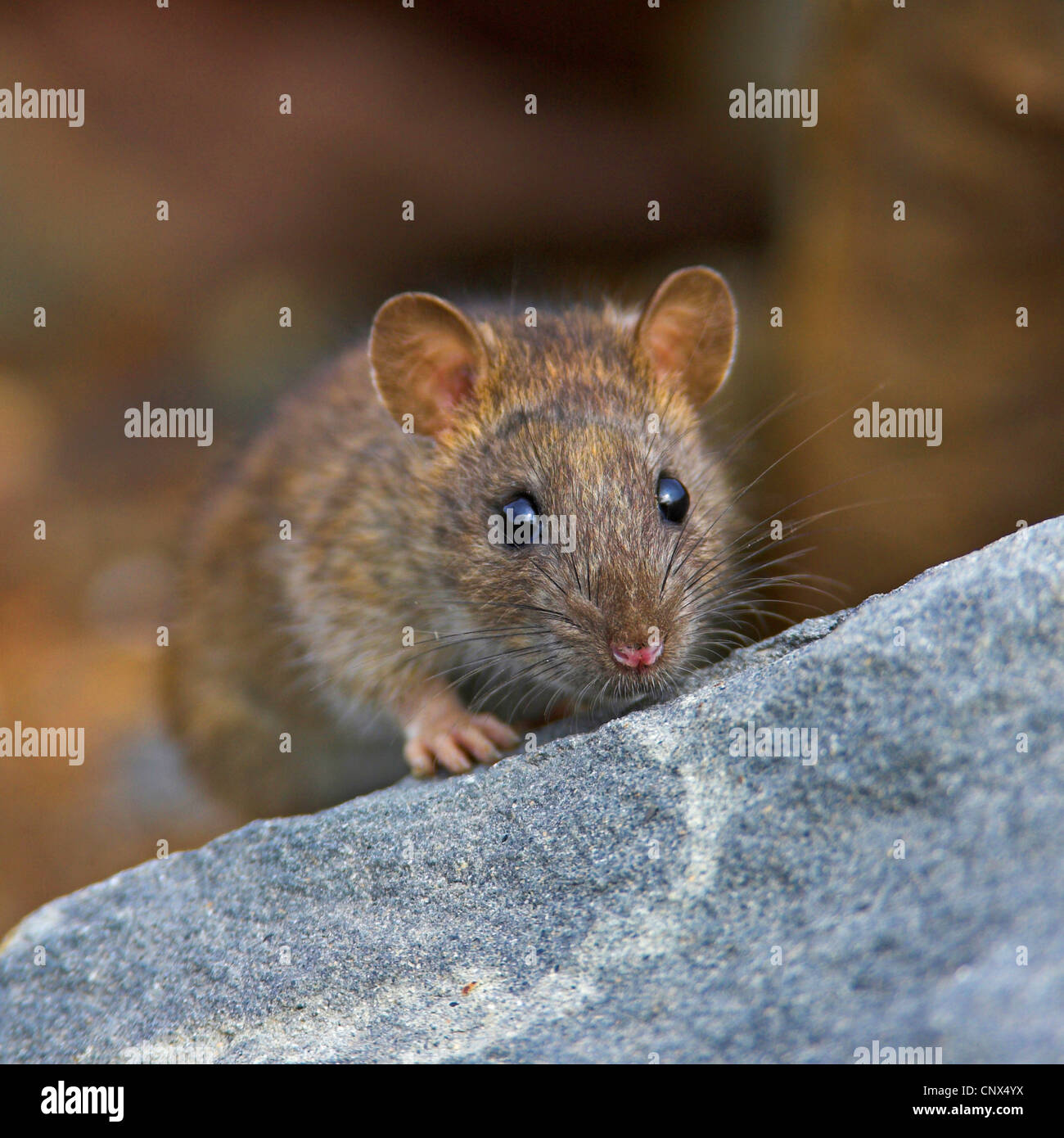 braune Ratte, Commo braune Ratte, Norwegen Ratte, gemeinsame Ratte (Rattus Norvegicus), juvenile sitzt auf einem Felsen, Spanien, Andalusien, Huelva Stockfoto
