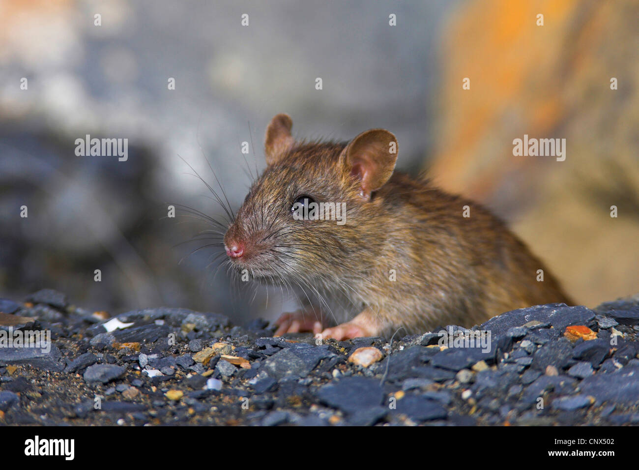 braune Ratte, Commo braune Ratte, Norwegen Ratte, gemeinsame Ratte (Rattus Norvegicus), juvenile sitzen auf Kies Boden, Spanien, Andalusien, Huelva Stockfoto