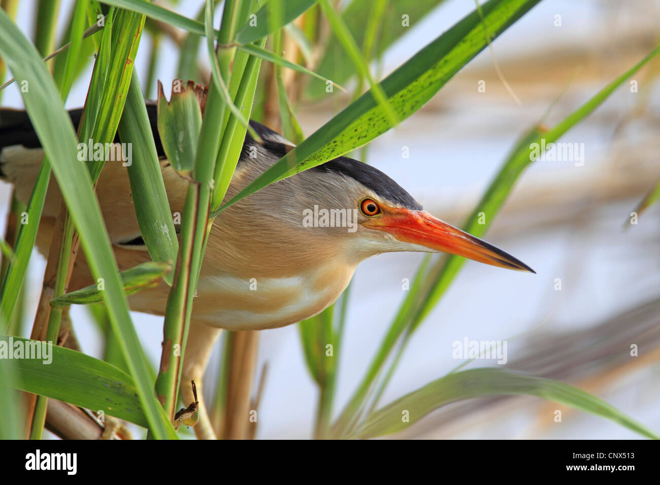 Zwergdommel (Ixobrychus Minutus), lauern für männliche Opfer am Rande der Reed-Zone, Griechenland, Kerkini-See Stockfoto