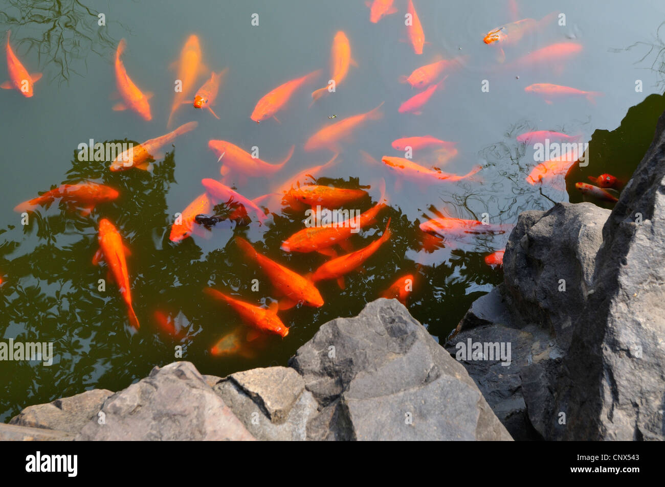 Goldfisch koi teich Fotos und Bildmaterial in hoher Auflösung Alamy