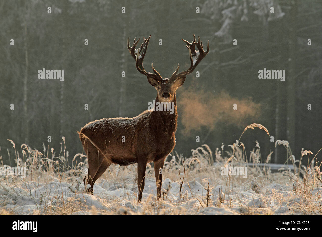 Rothirsch (Cervus Elaphus), Stier stehen am Rande einer verschneiten Wald mit einer Wolke aus Atem, Deutschland, Sachsen Stockfoto