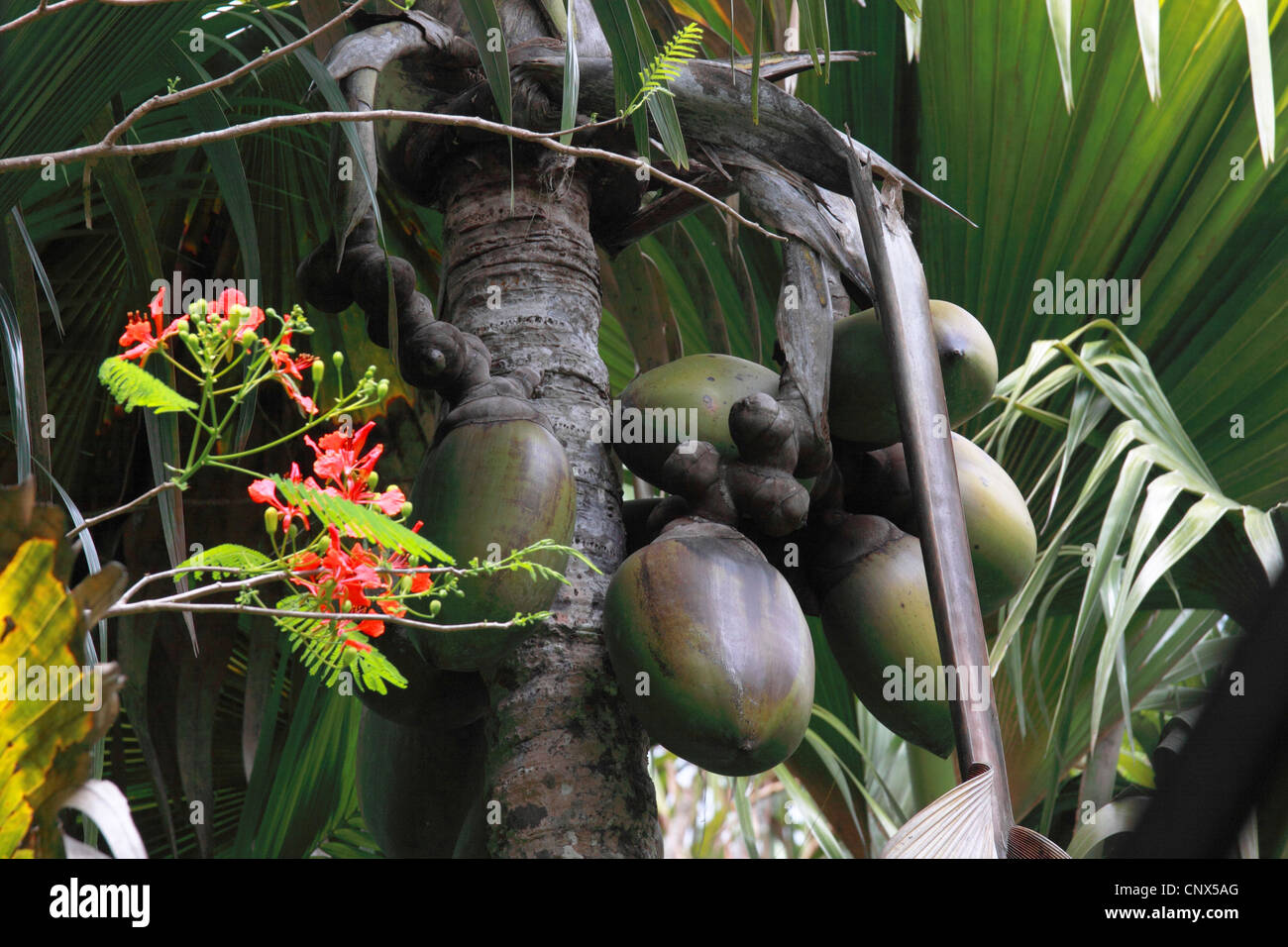 Coco de Mer, Double Coconut (Lodoicea Maldivica), auf einem Ast, Seychellen, Praslin Stockfoto