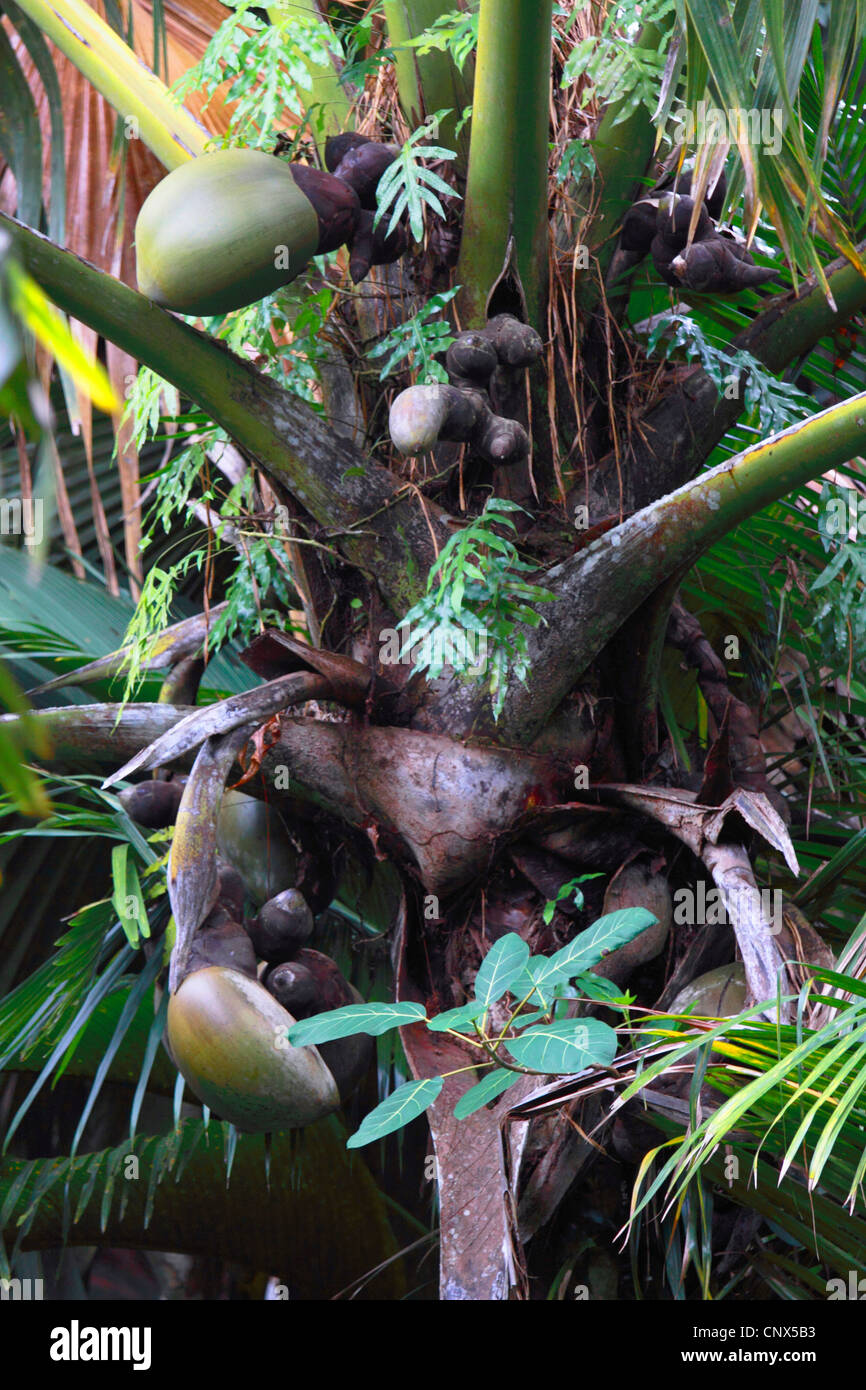 Coco de Mer, Double Coconut (Lodoicea Maldivica), auf einem Ast, Seychellen, Praslin Stockfoto