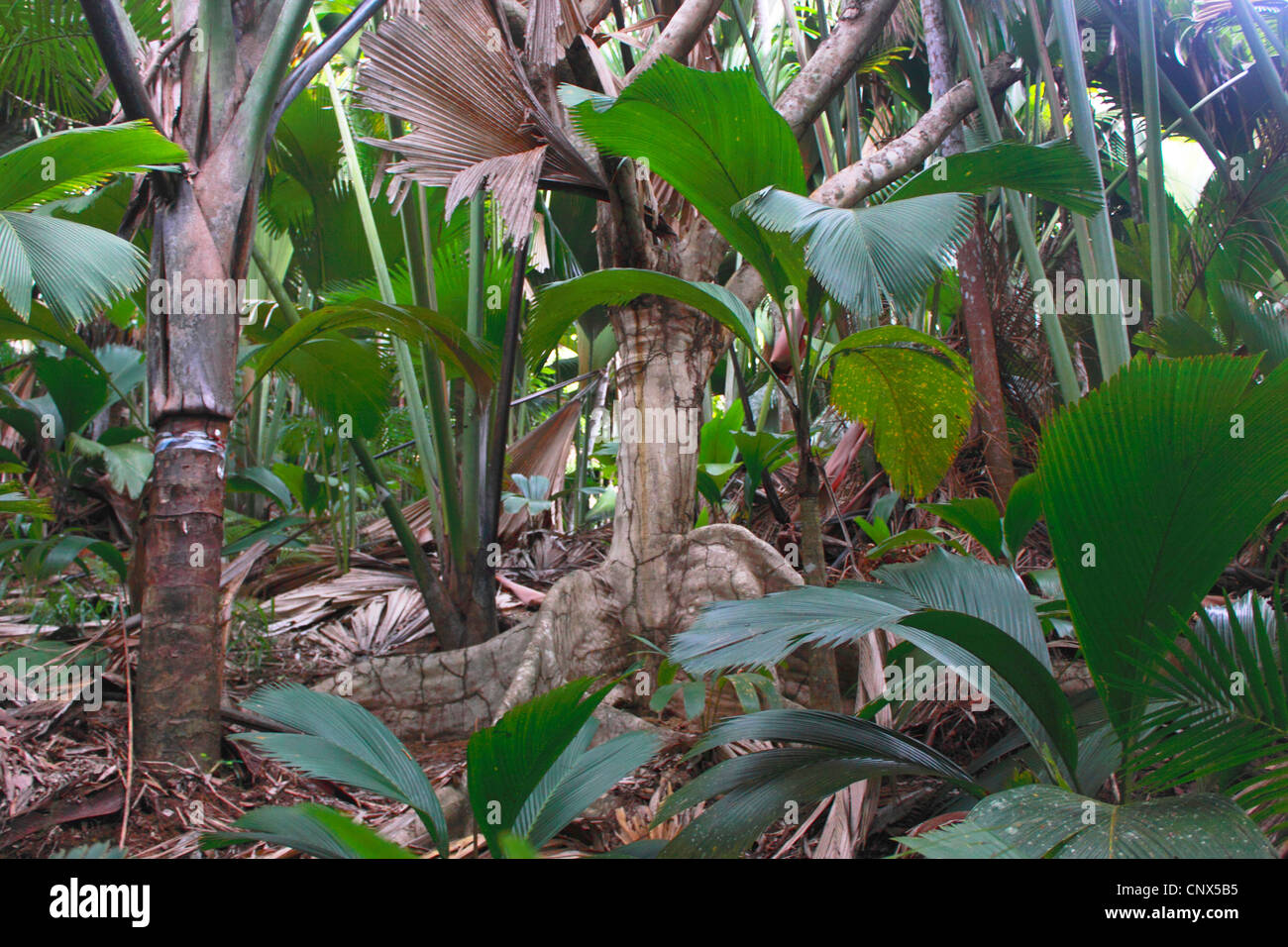 Coco de Mer, Double Coconut (Lodoicea Maldivica), Trunks, Seychellen, Praslin, Valle de Mai Nationalpark Stockfoto