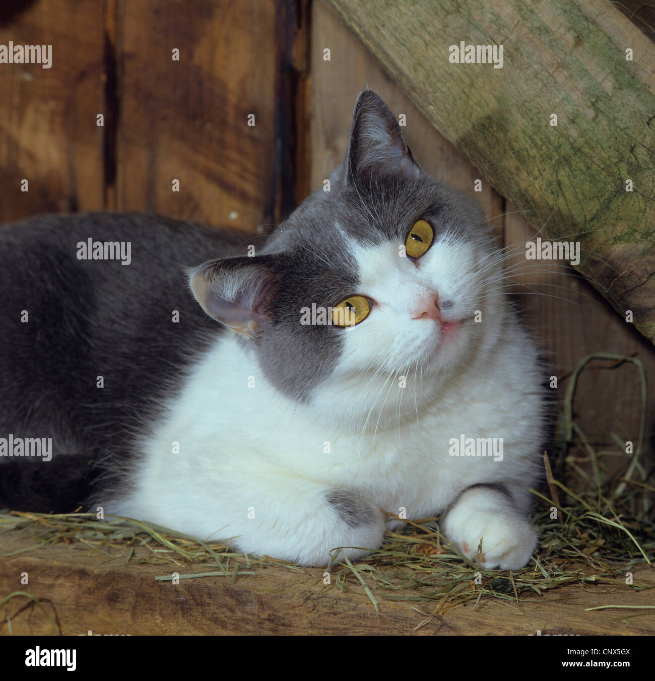 Hauskatze, Hauskatze (Felis Silvestris F. Catus), liegend auf Holzbalken Stockfoto