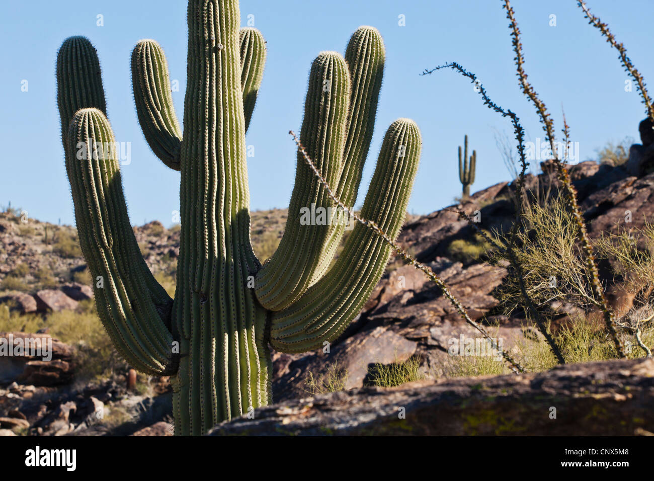 Saguaro-Kaktus auf einer felsigen Landschaft South Mountain Park südlich von Phoenix, Arizona. Stockfoto