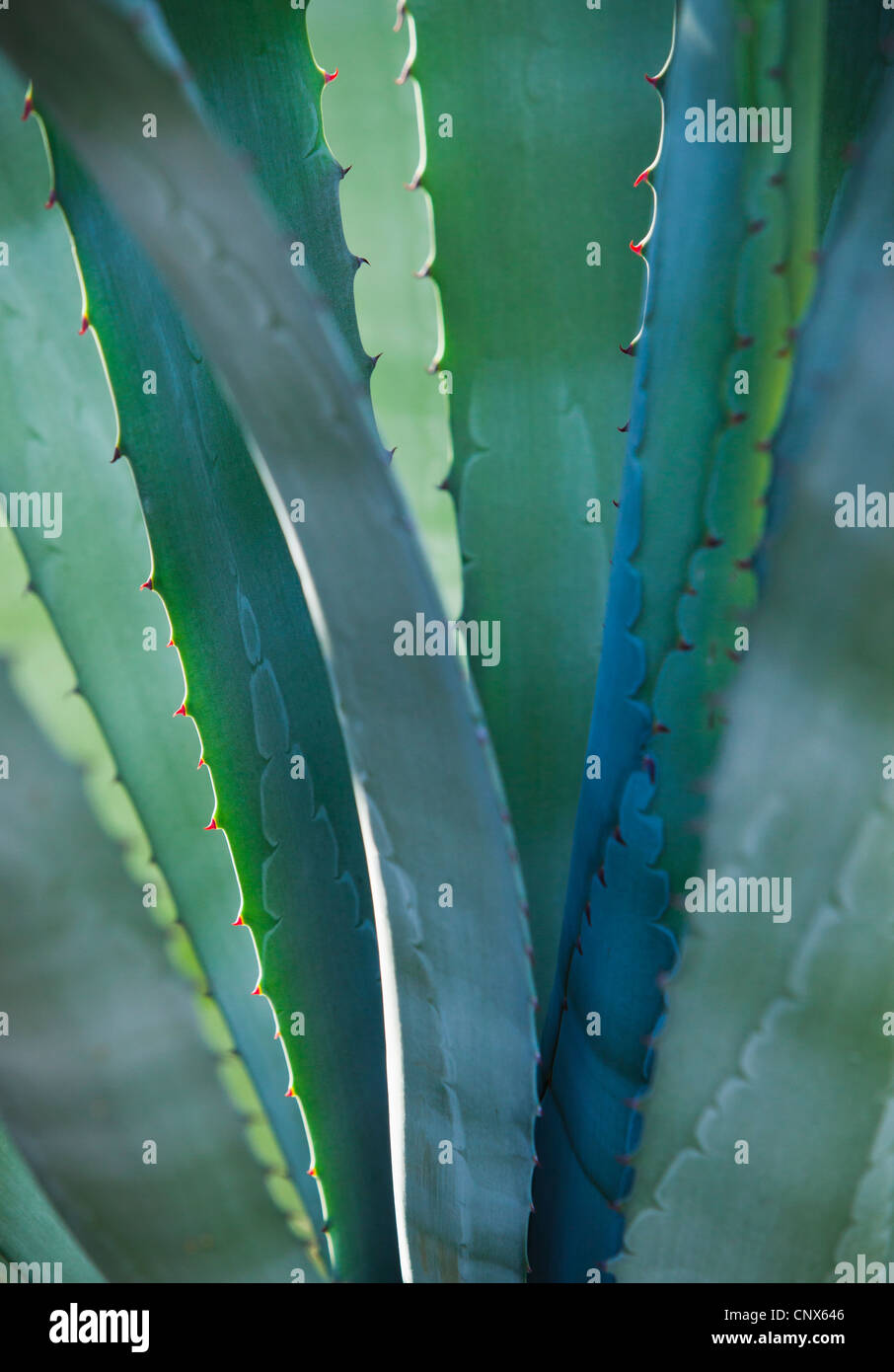 Detailansicht einer Agave-Pflanze die Phoenix Desert Botanical Gardens. Stockfoto