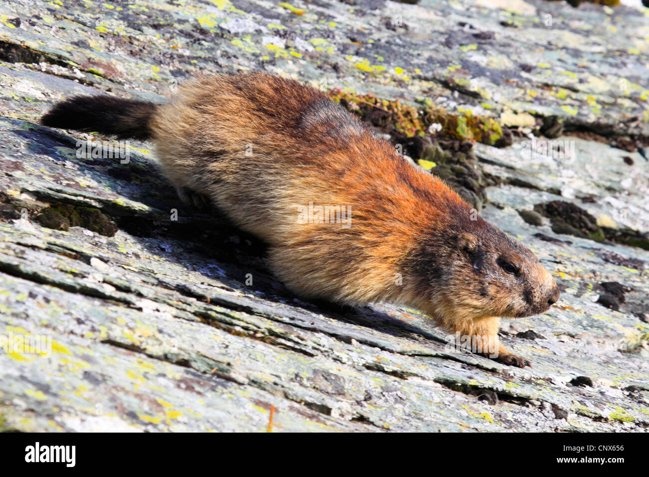 Alpine Murmeltier (Marmota Marmota), laufen nach unten einen Felsen Hang, Österreich, Nationalpark Hohe Tauern Stockfoto