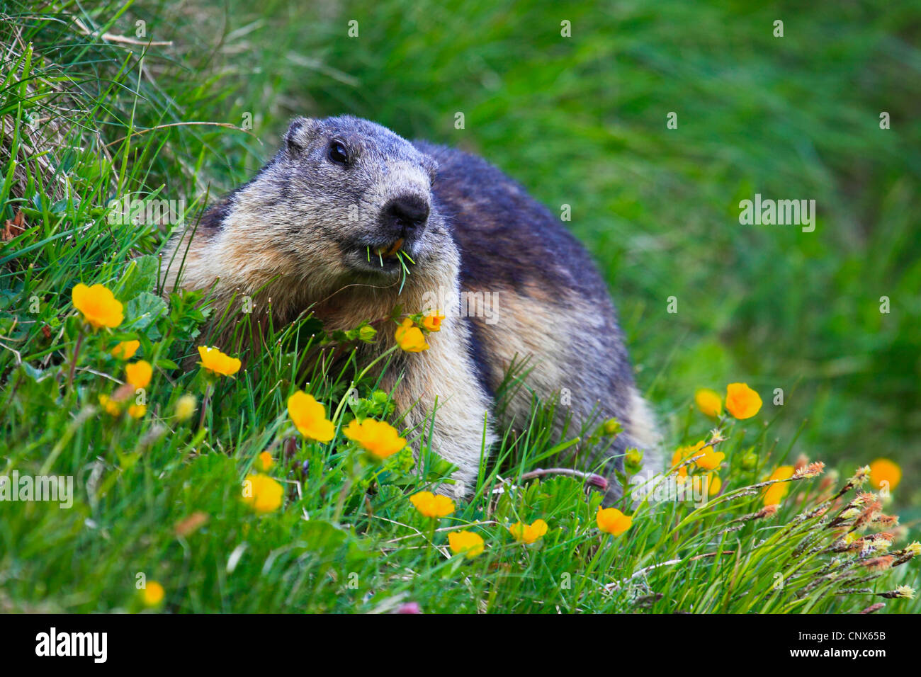 Alpine Murmeltier (Marmota Marmota), juvenile sitzen Fütterung in einer Bergwiese mit Butterblumen, Österreich, Nationalpark Hohe Tauern Stockfoto