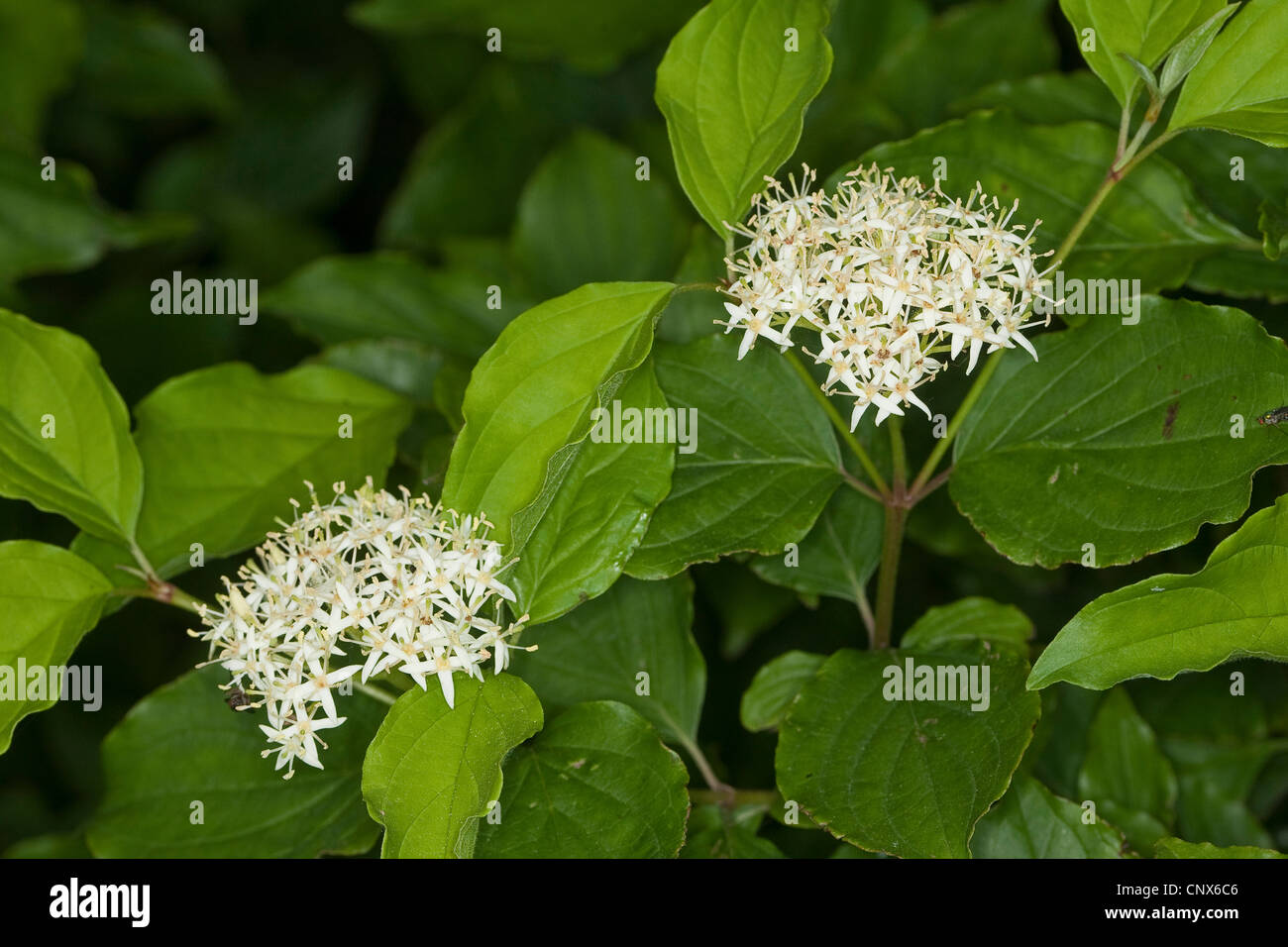 Hartriegel, Dogberry (Cornus sanguineaund), blühen, Deutschland Stockfoto