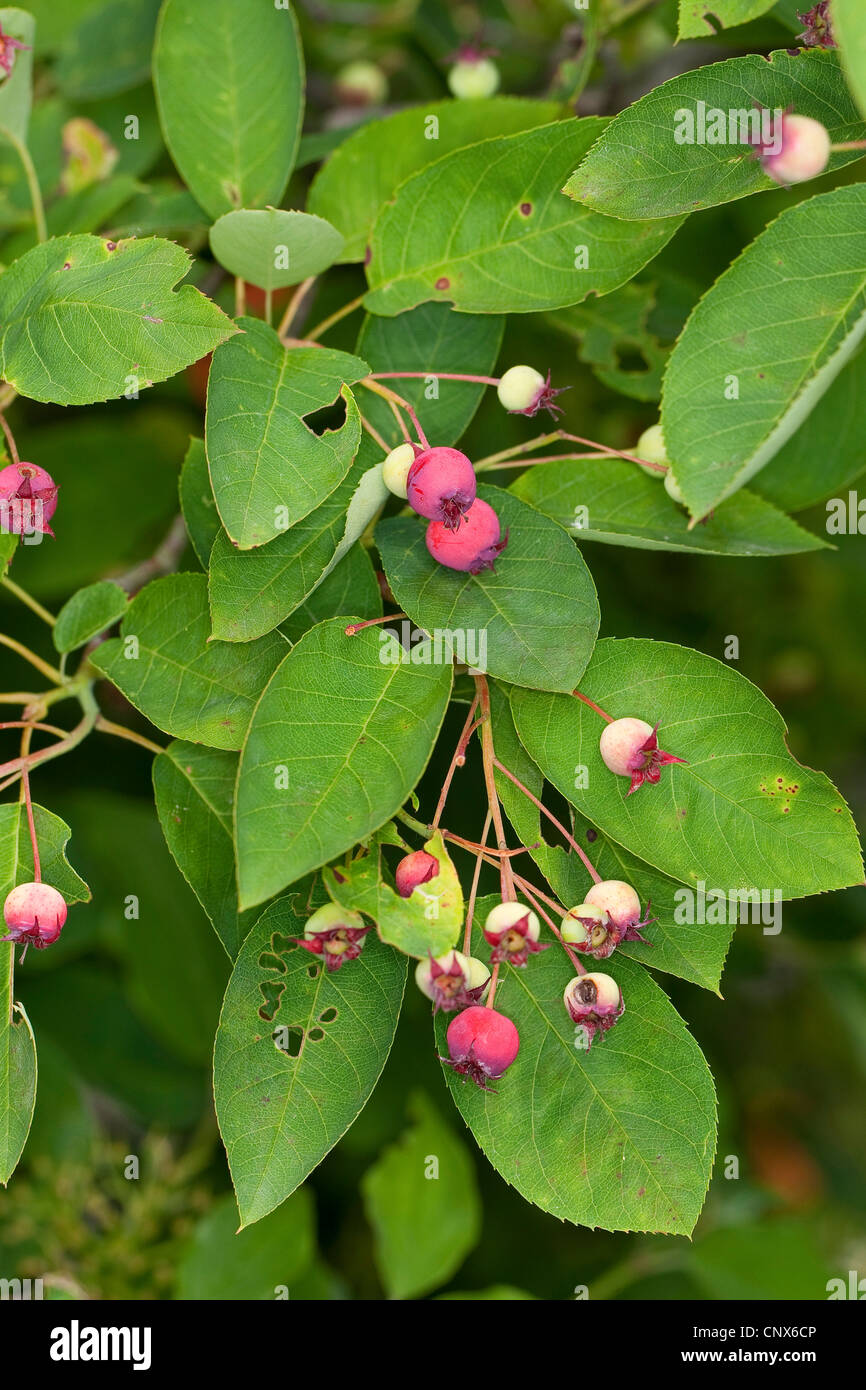 Lamarcks Elsbeere (Amelanchier Lamarckii), Fruchtbildung, Deutschland Stockfoto