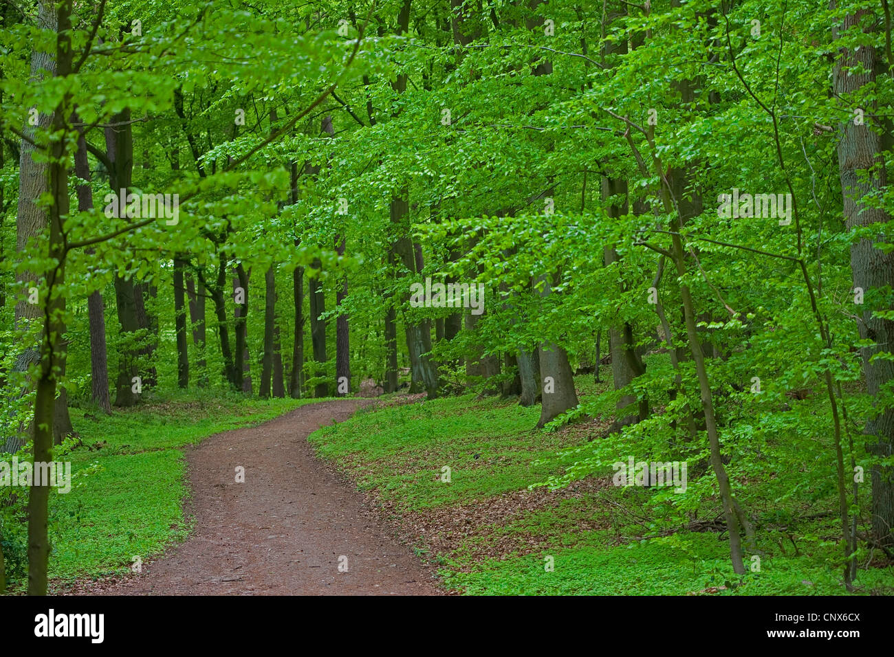 Rotbuche (Fagus Sylvatica), Waldweg im Frühjahr, Deutschland Stockfoto