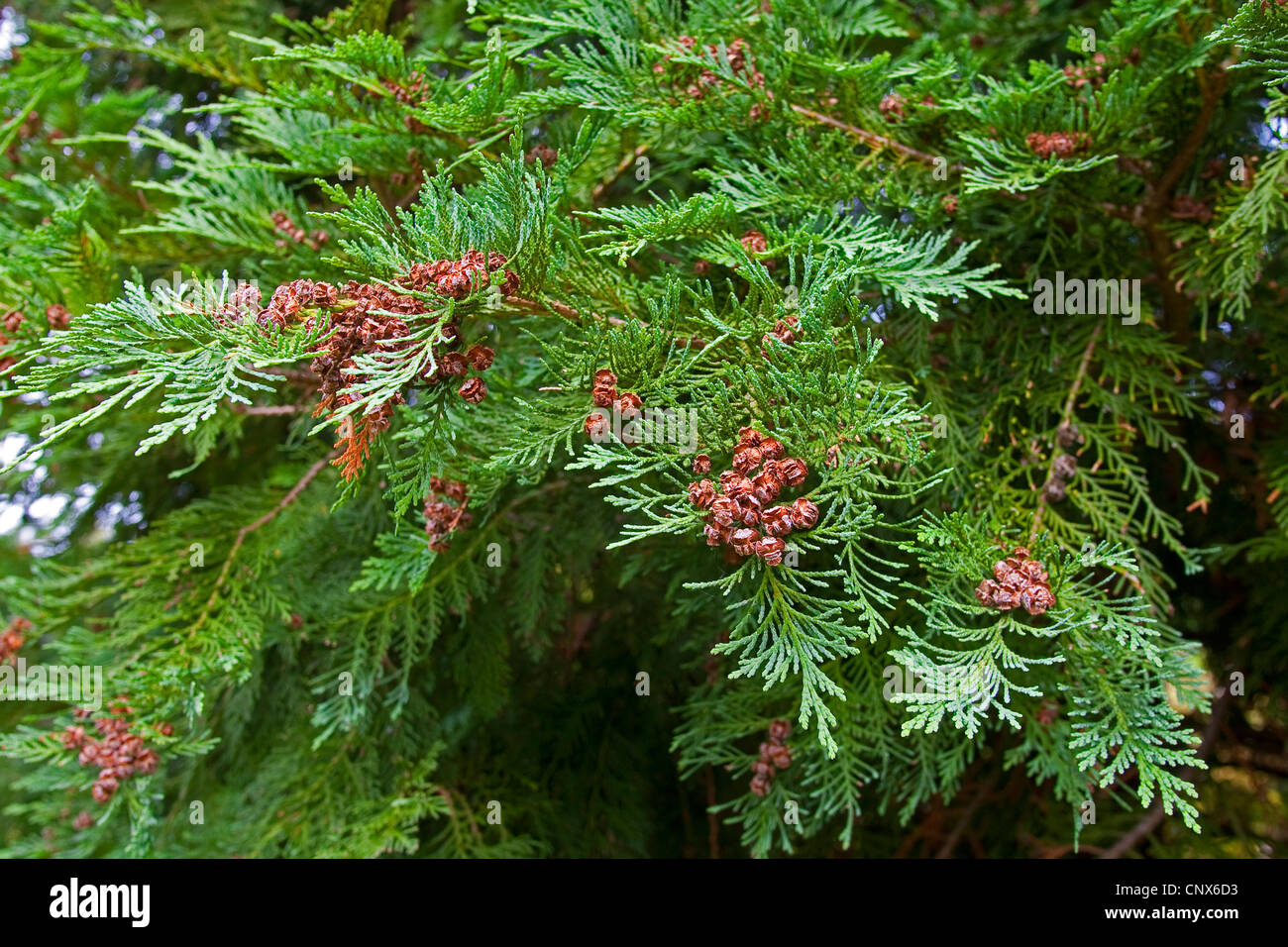 Lawson Zypresse, Port Orford Zeder (Chamaecyparis Lawsoniana), Zweig mit Zapfen Stockfoto