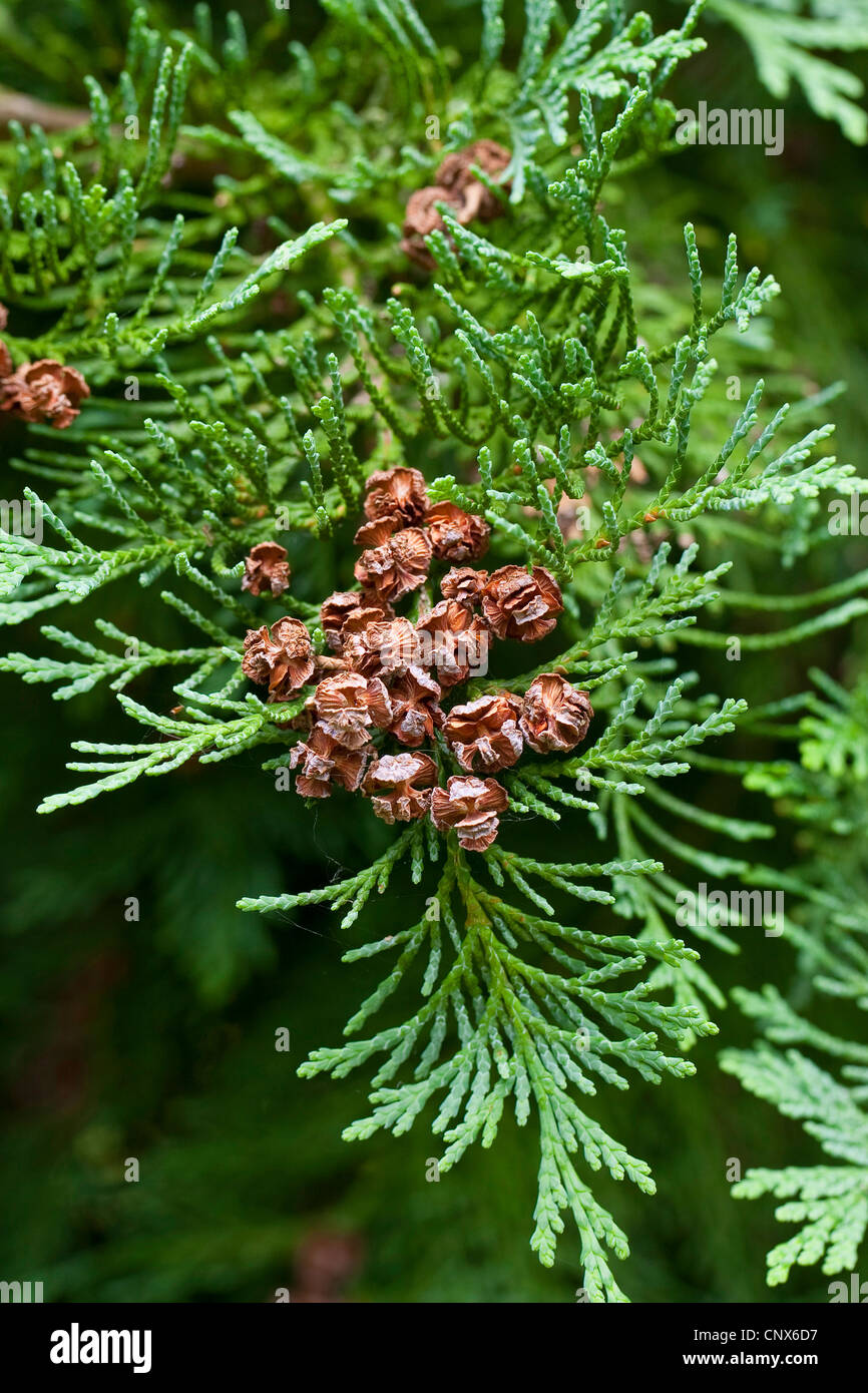 Lawson Zypresse, Port Orford Zeder (Chamaecyparis Lawsoniana), Zweig mit Zapfen Stockfoto
