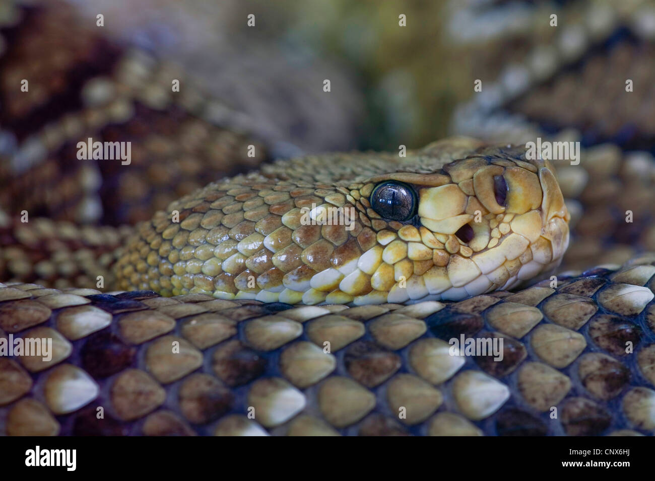 Mexikanische Westküste Klapperschlange (Crotalus Basiliskos), portrait Stockfoto