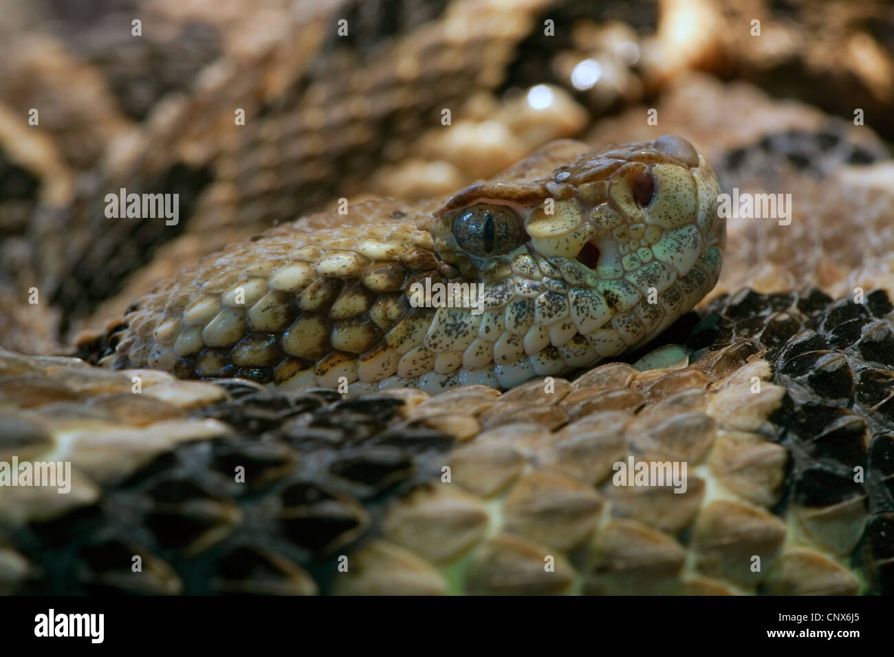 Holz-Klapperschlange (Crotalus Horridus), portrait Stockfoto