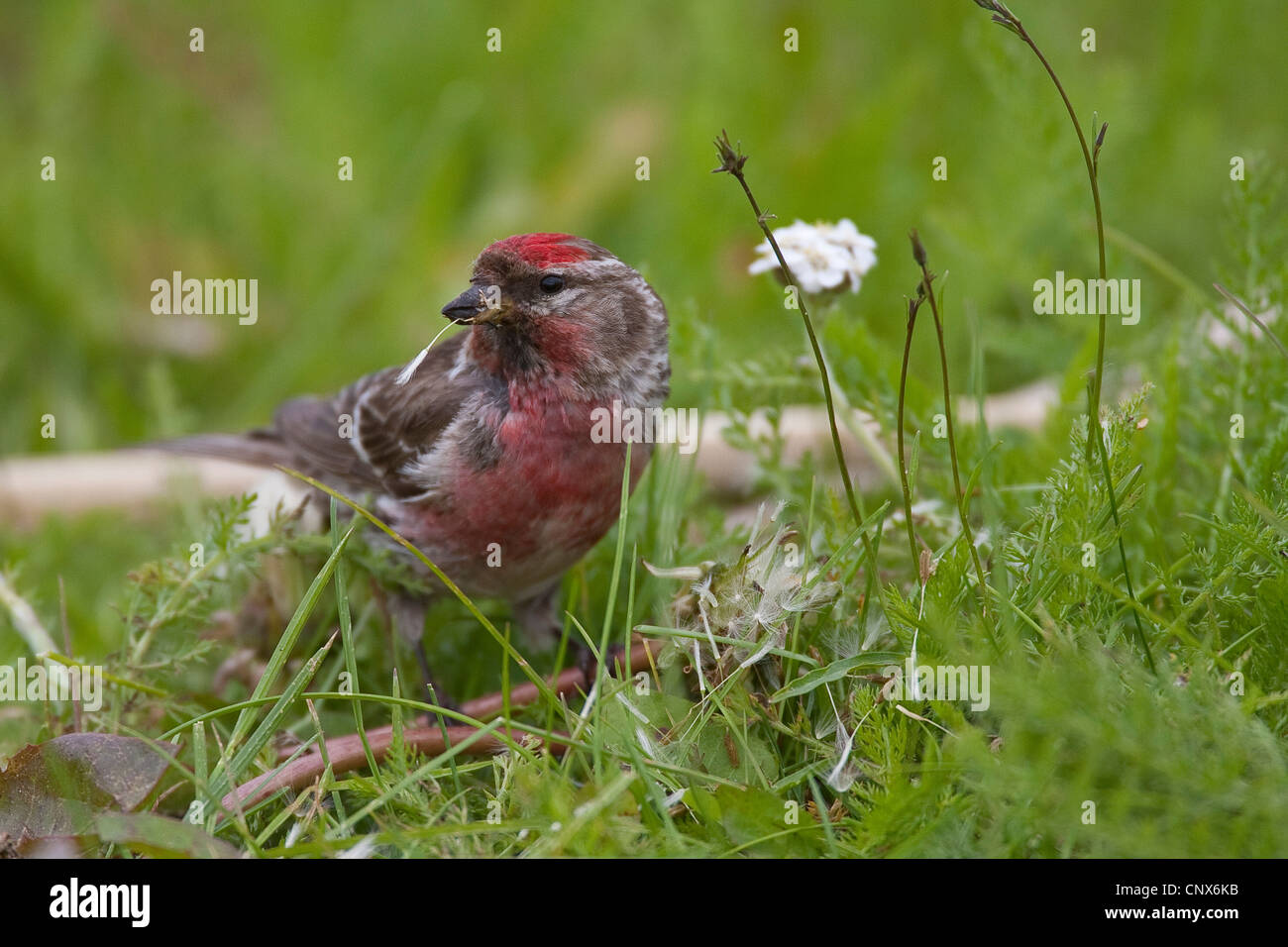 Redpoll, gemeinsame Redpoll (Zuchtjahr Flammea, Acanthis Flammea), Männlich, sitzen, Gras ernähren sich von Früchten des Löwenzahns, Deutschland Stockfoto