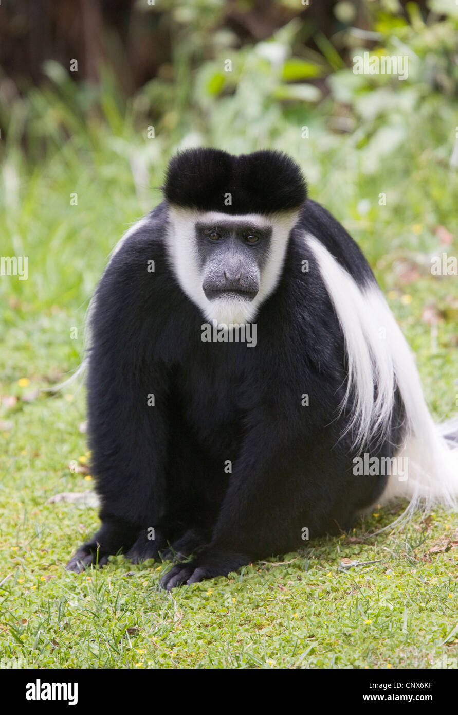 ÖSTLICHE & schwarz-weiß STUMMELAFFEN (Colobus Guereza) Nanyuki, Kenia. Stockfoto