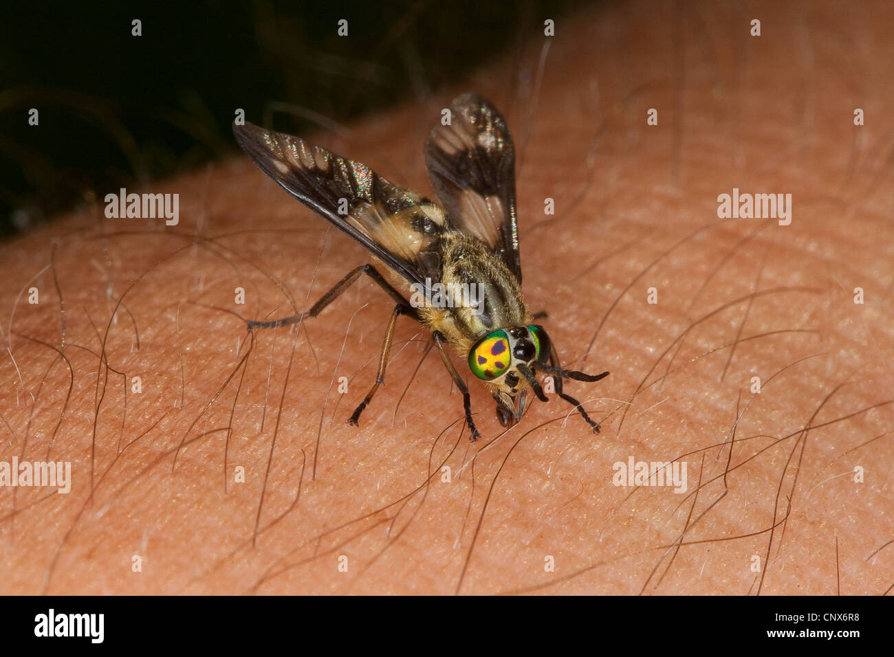 Hirsch-Fly, Breezefly, Deerfly, Brise-Fly, Pferdebremse, Pferd-Fly (Chrysops Relictus), stechenden Weibchen, Deutschland Stockfoto