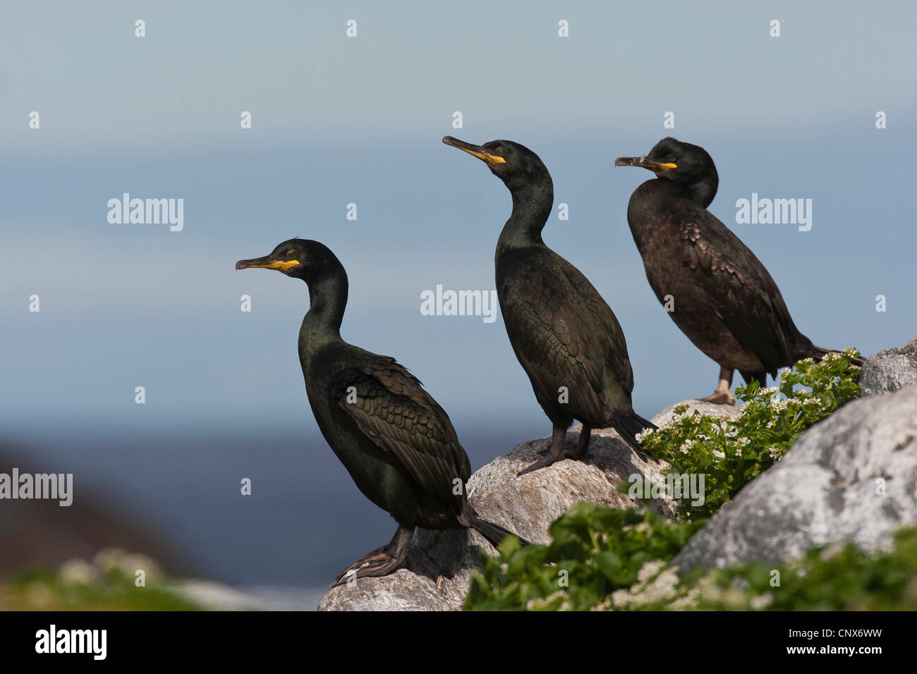 Shag (Phalacrocorax Aristotelis), sitzt auf einem küstennahen Felsen, Deutschland Stockfoto