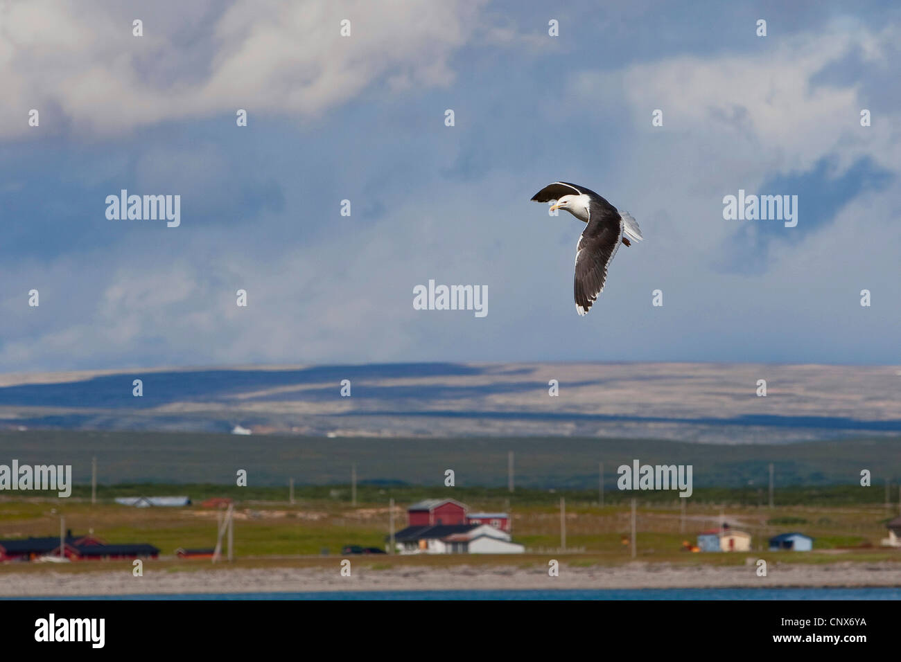 mehr Black-backed Gull (Larus Marinus), Im Flug, Niederlande Stockfoto