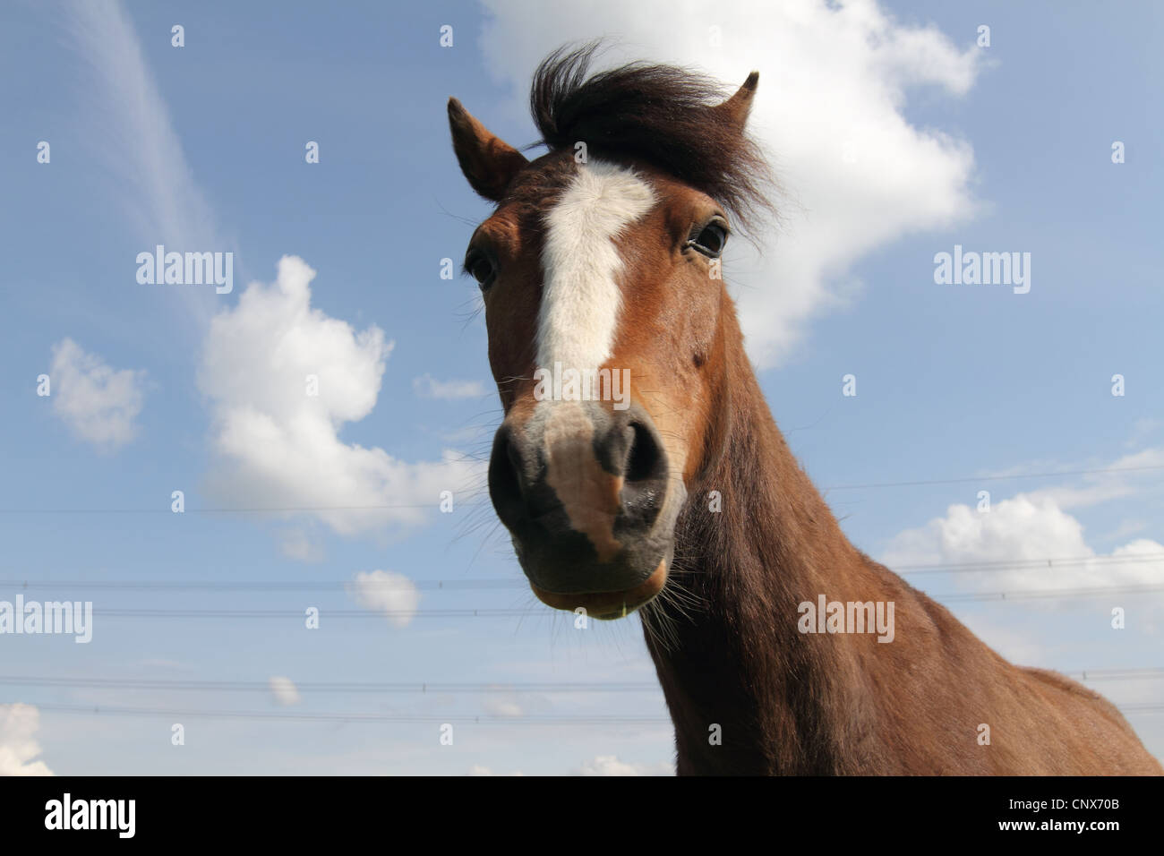braune Pferdekopf und Hals hautnah Stockfoto