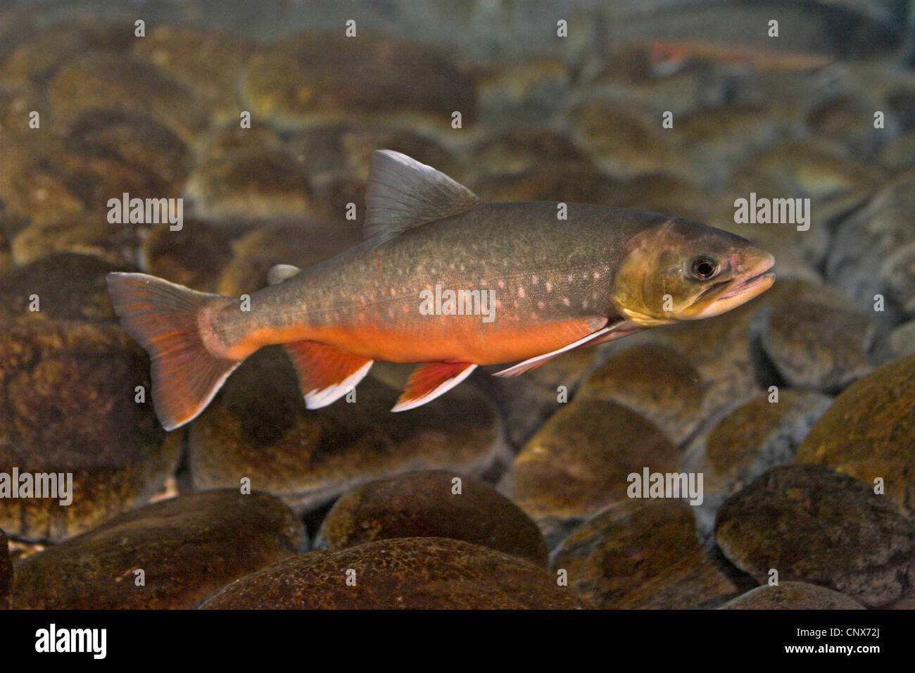 Char, Charr, arktischen Saibling, Arctic Charr (Namaycush Alpinus Namaycush, Namaycush Alpina, Namaycush Umbla), Männchen in der Laichzeit, Deutschland Stockfoto