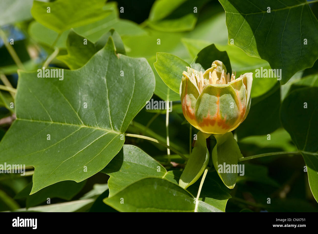 Tulpenbaum (Liriodendron Tulipifera), Blüte und Blatt Stockfoto