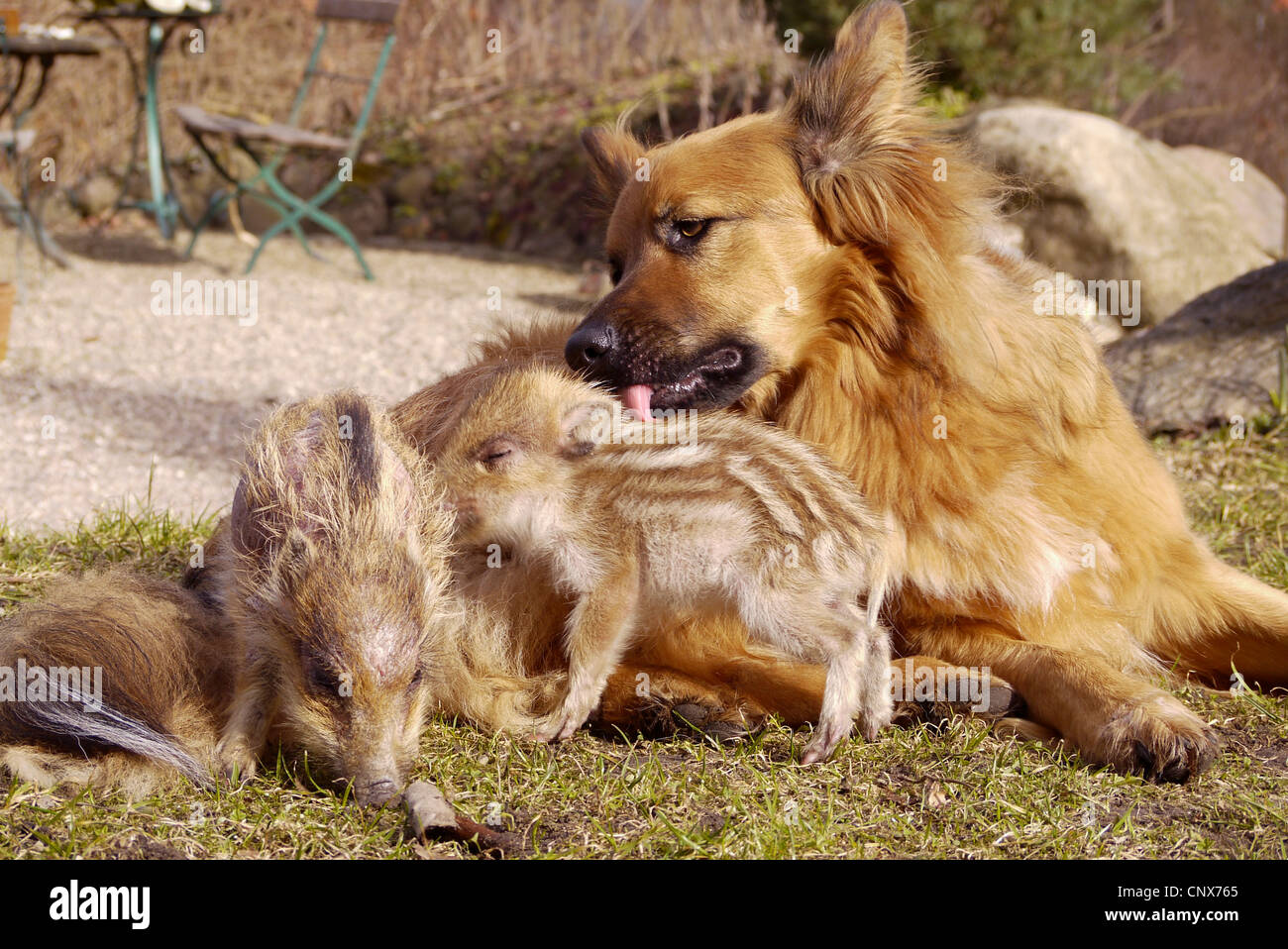 Wildschwein, Schwein, Wildschwein (Sus Scrofa), Hund spielen mit Ferkeln, Deutschland Stockfoto