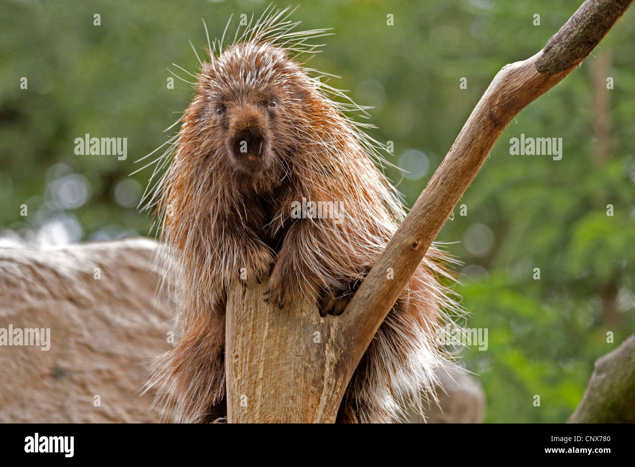 Urson (Erethizon Dorsatum), sitzt auf einem Kletterbaum Stockfoto