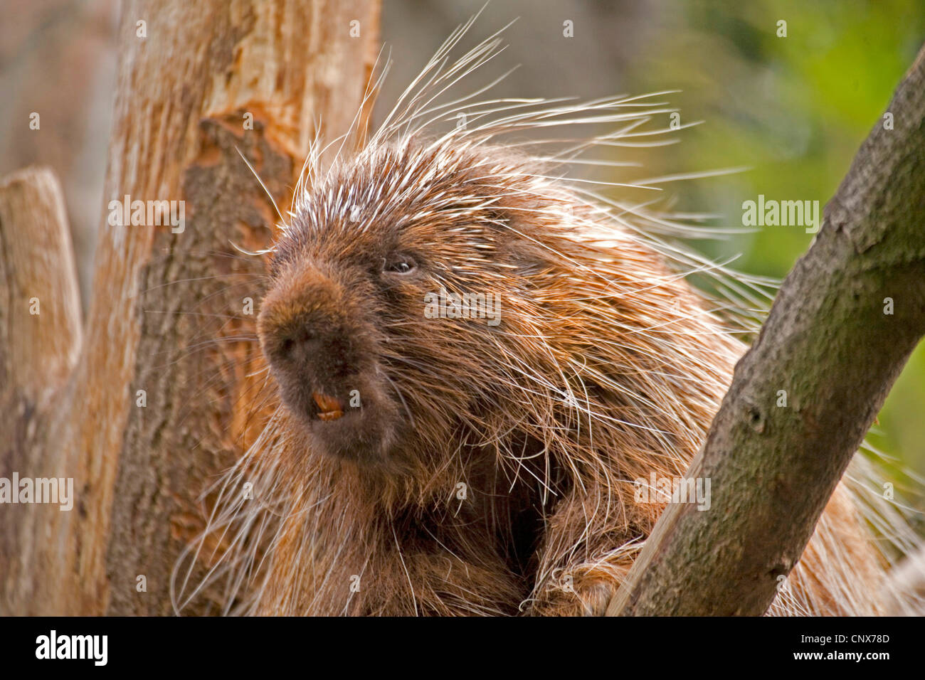Urson (Erethizon Dorsatum), auf einem Ast Stockfoto