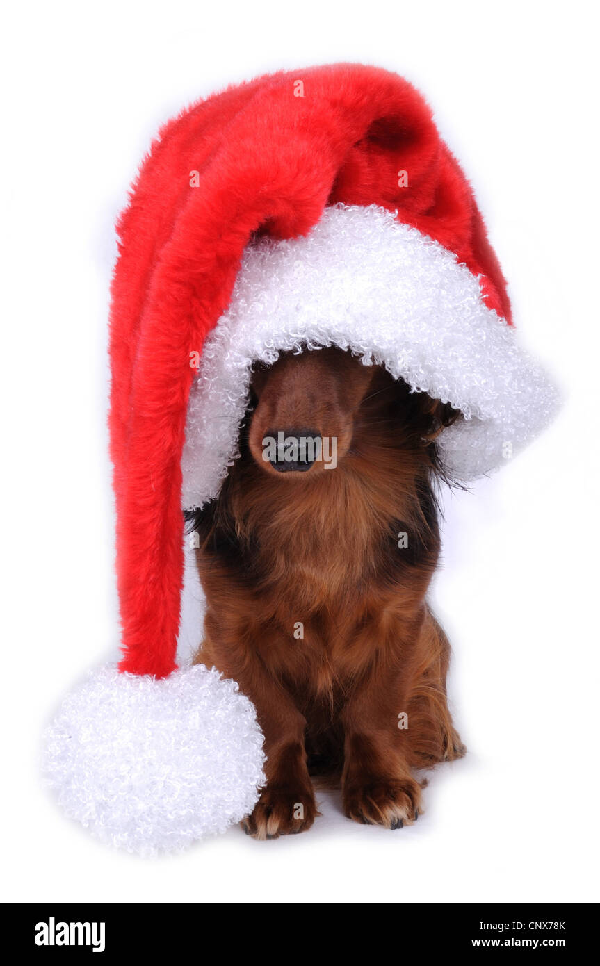 Langhaar Dackel, Langhaar Dackel, Haushund (Canis Lupus F. Familiaris), mit roter Weihnachtsmütze Stockfoto