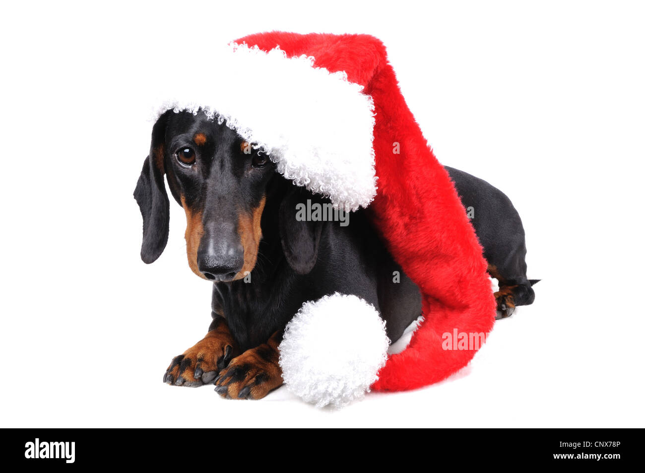 Kurzhaar-Dackel, Kurzhaar-Dackel, Haushund (Canis Lupus F. Familiaris), mit roter Weihnachtsmütze Stockfoto